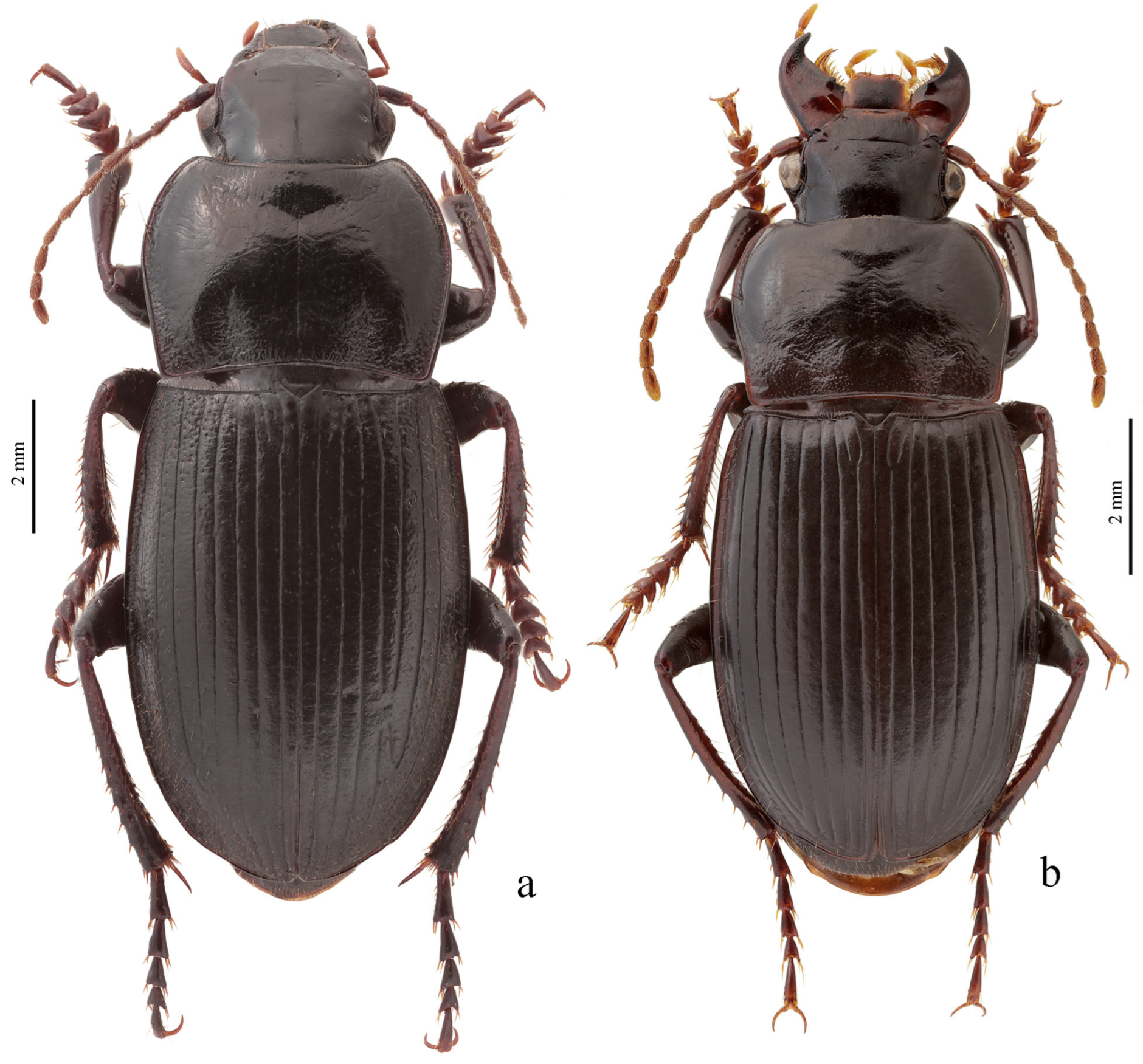 Diversity 15 00971 g031