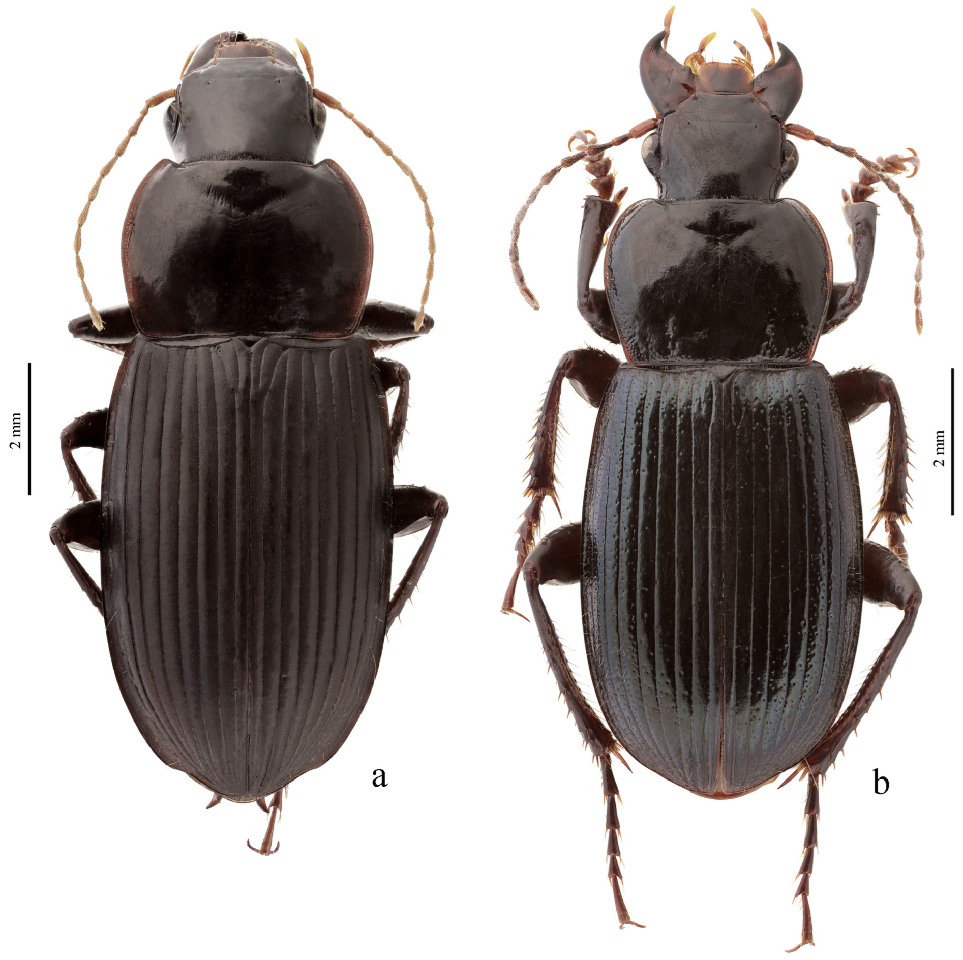 Diversity 15 00971 g034