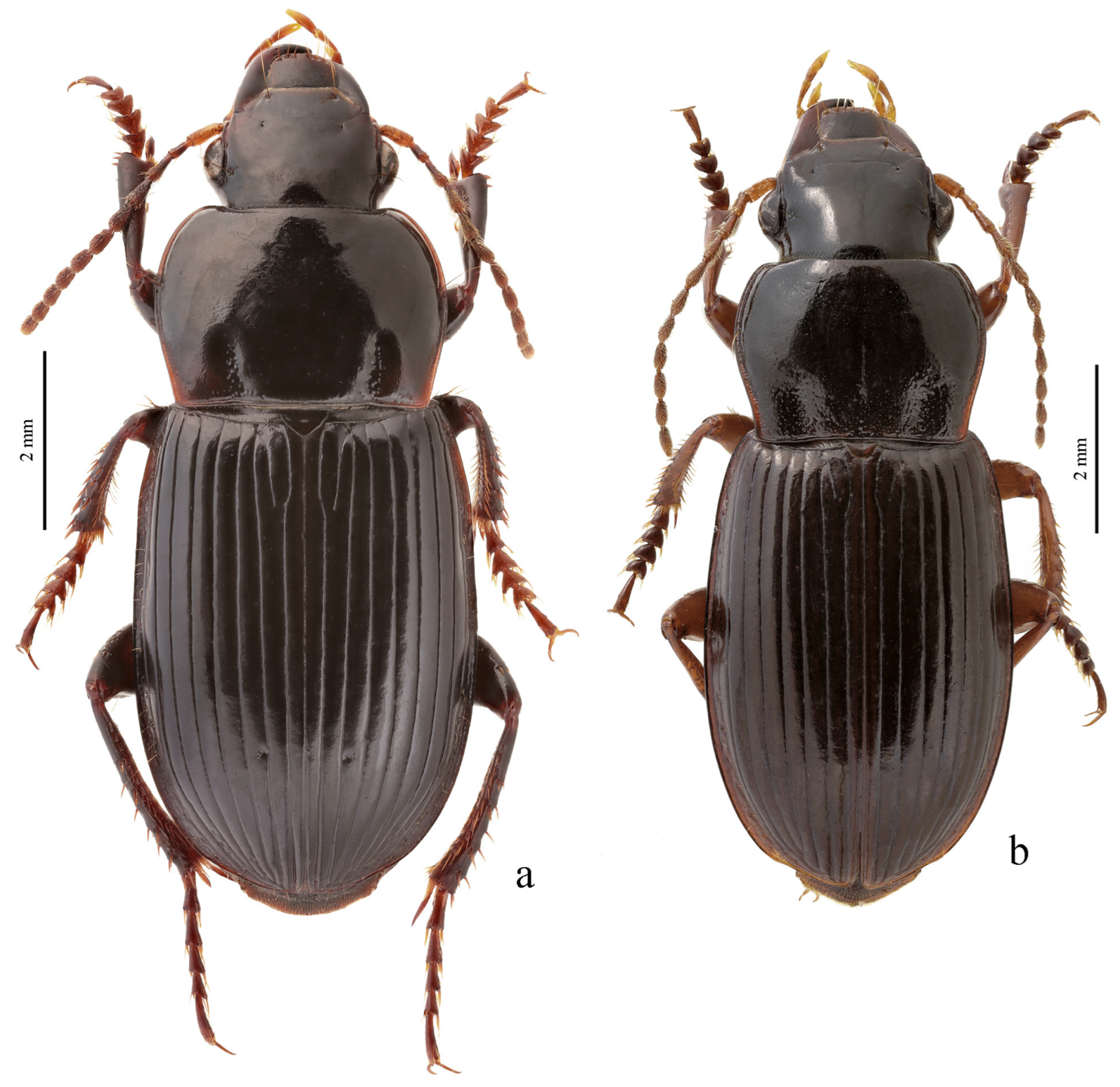 Diversity 15 00971 g036