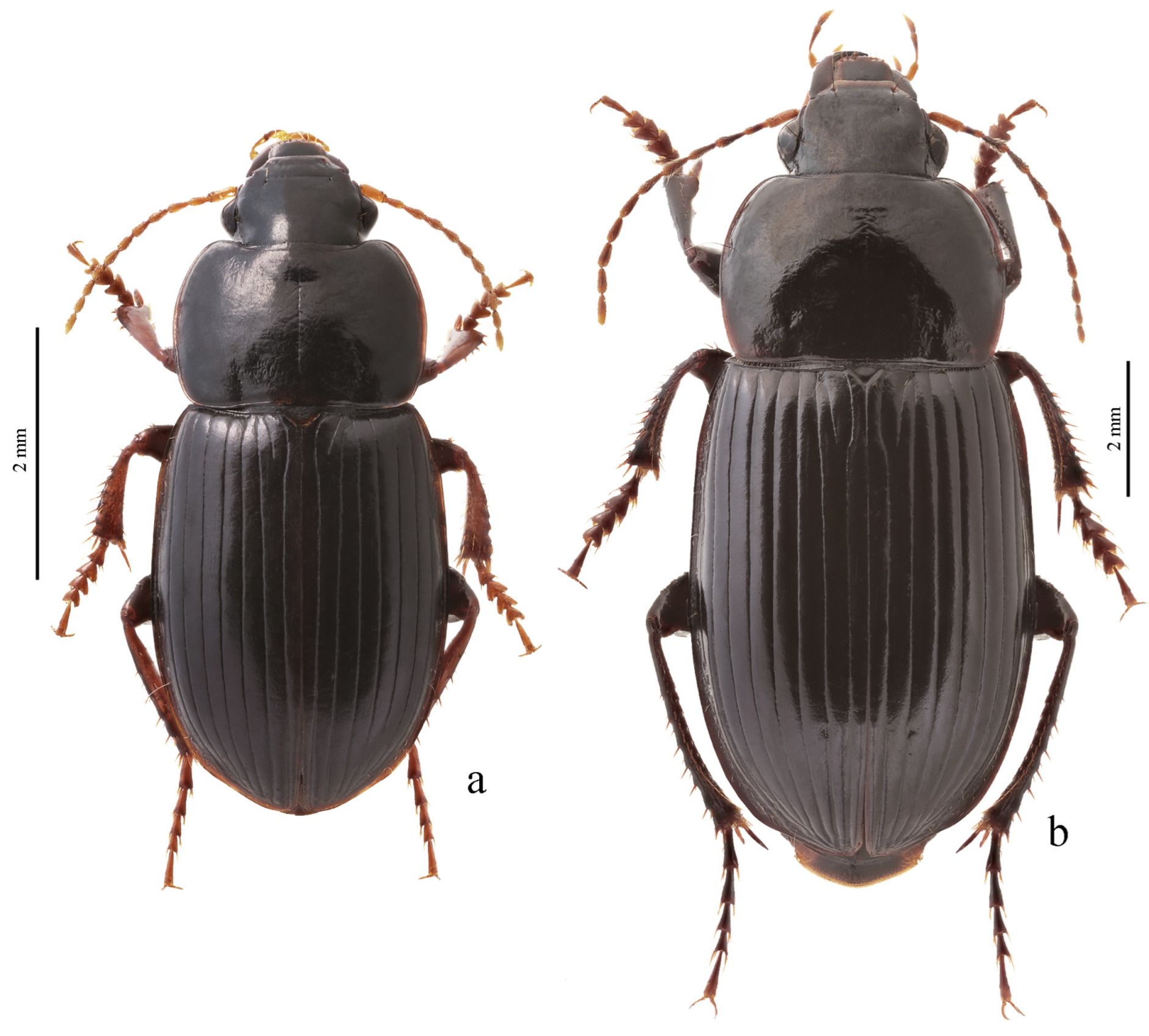 Diversity 15 00971 g037