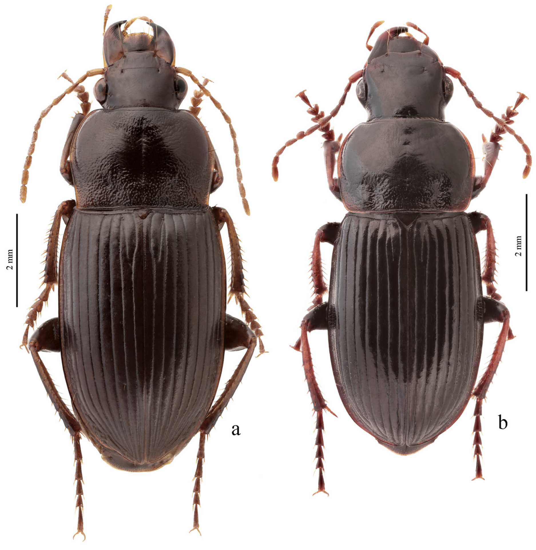 Diversity 15 00971 g044