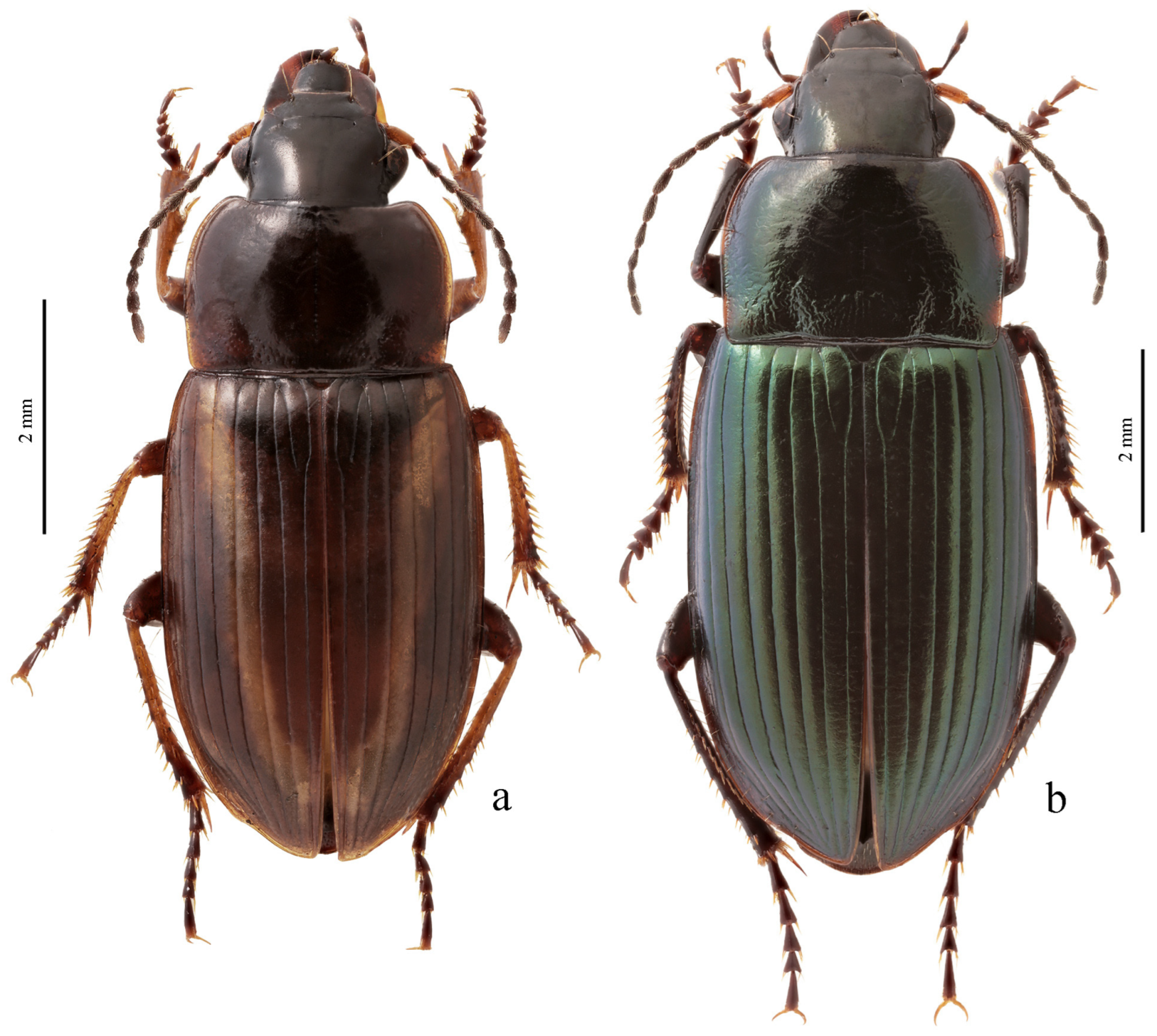 Diversity 15 00971 g048