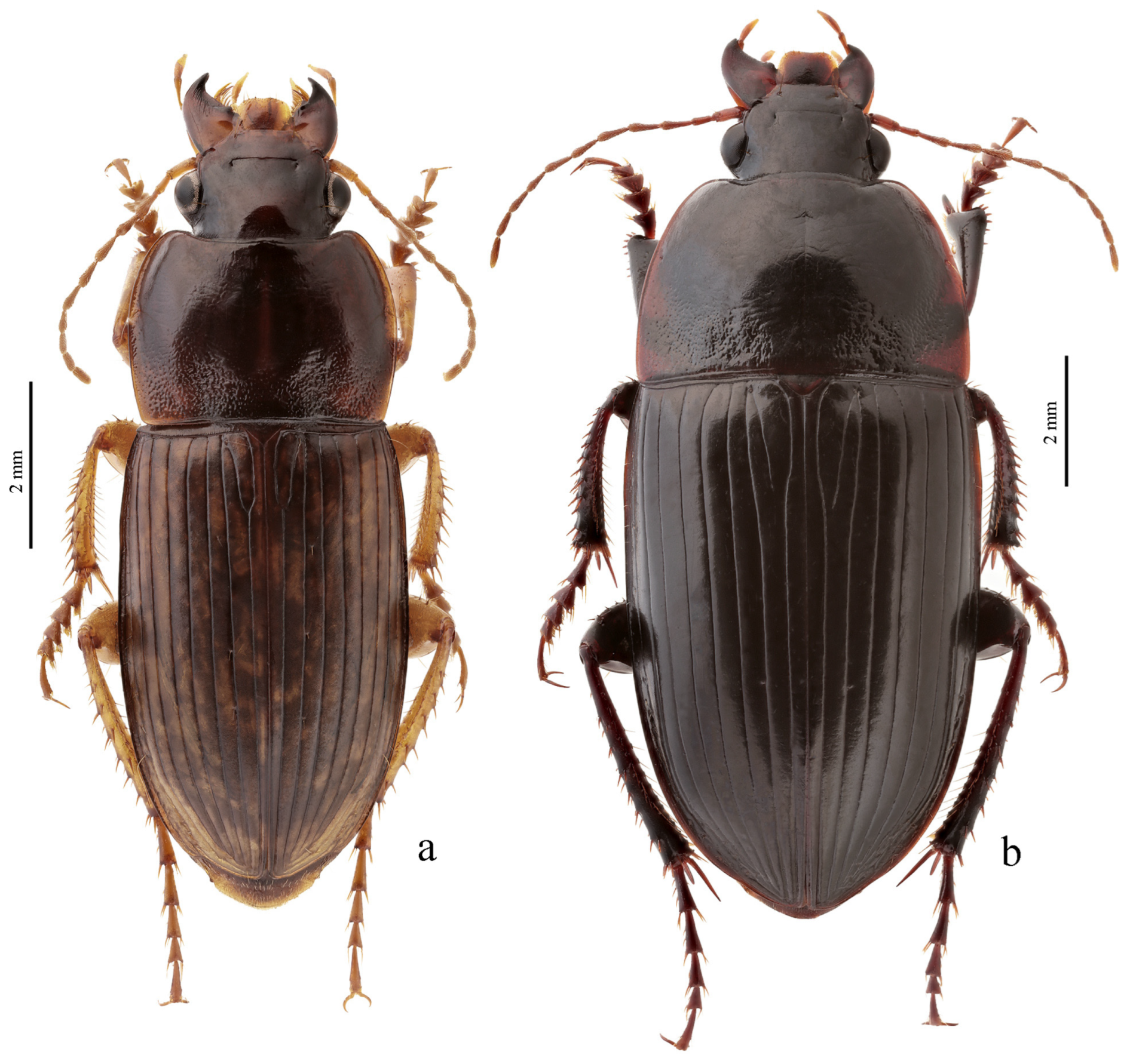Diversity 15 00971 g049