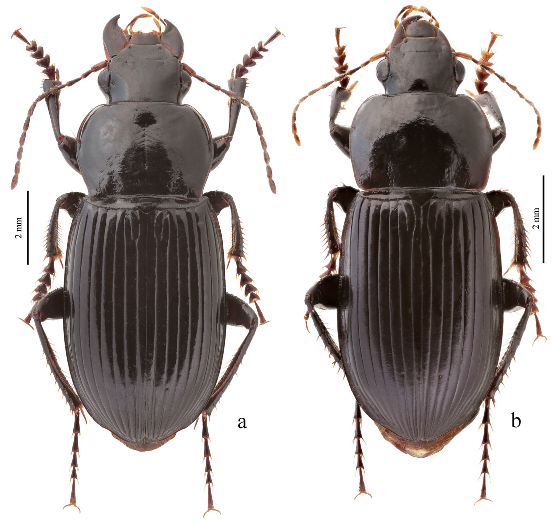 Diversity 15 00971 g051