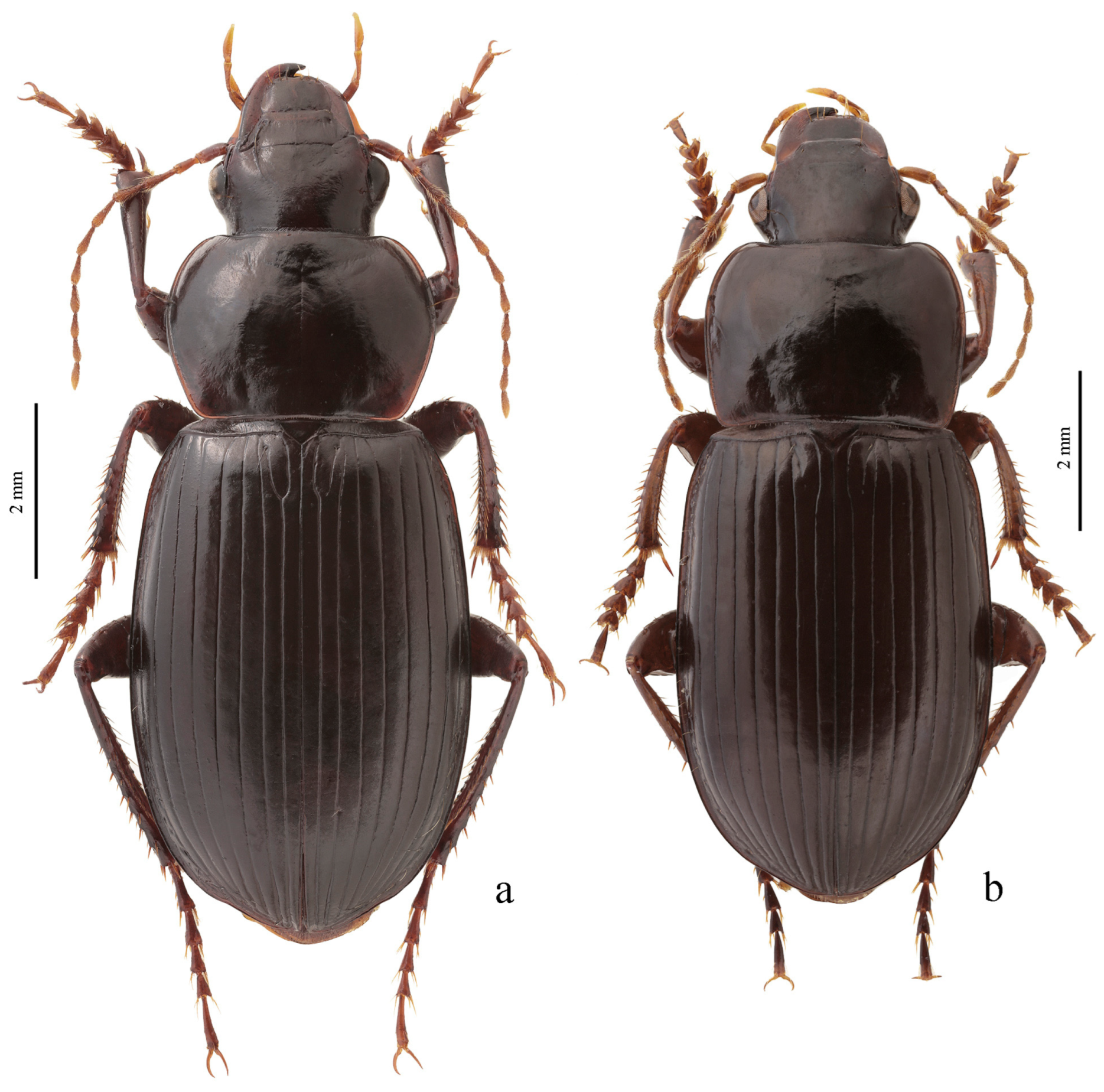 Diversity 15 00971 g053