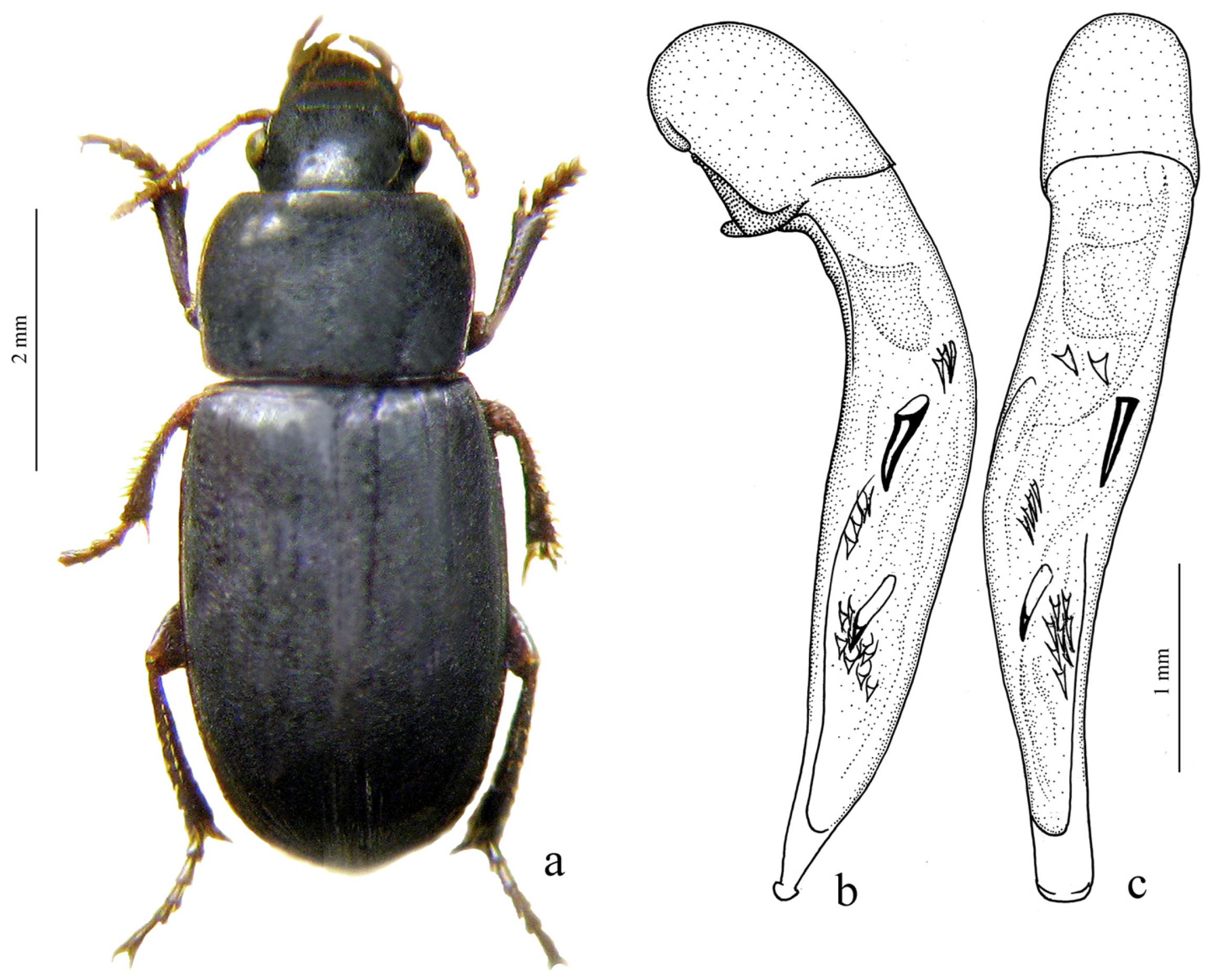 Diversity 15 00971 g055