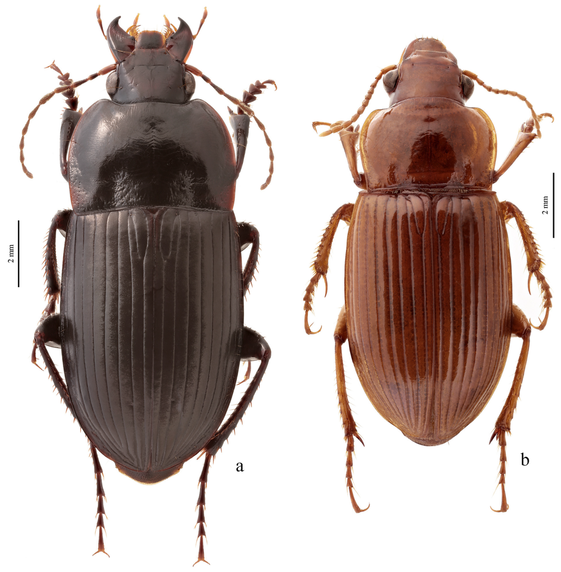 Diversity 15 00971 g059