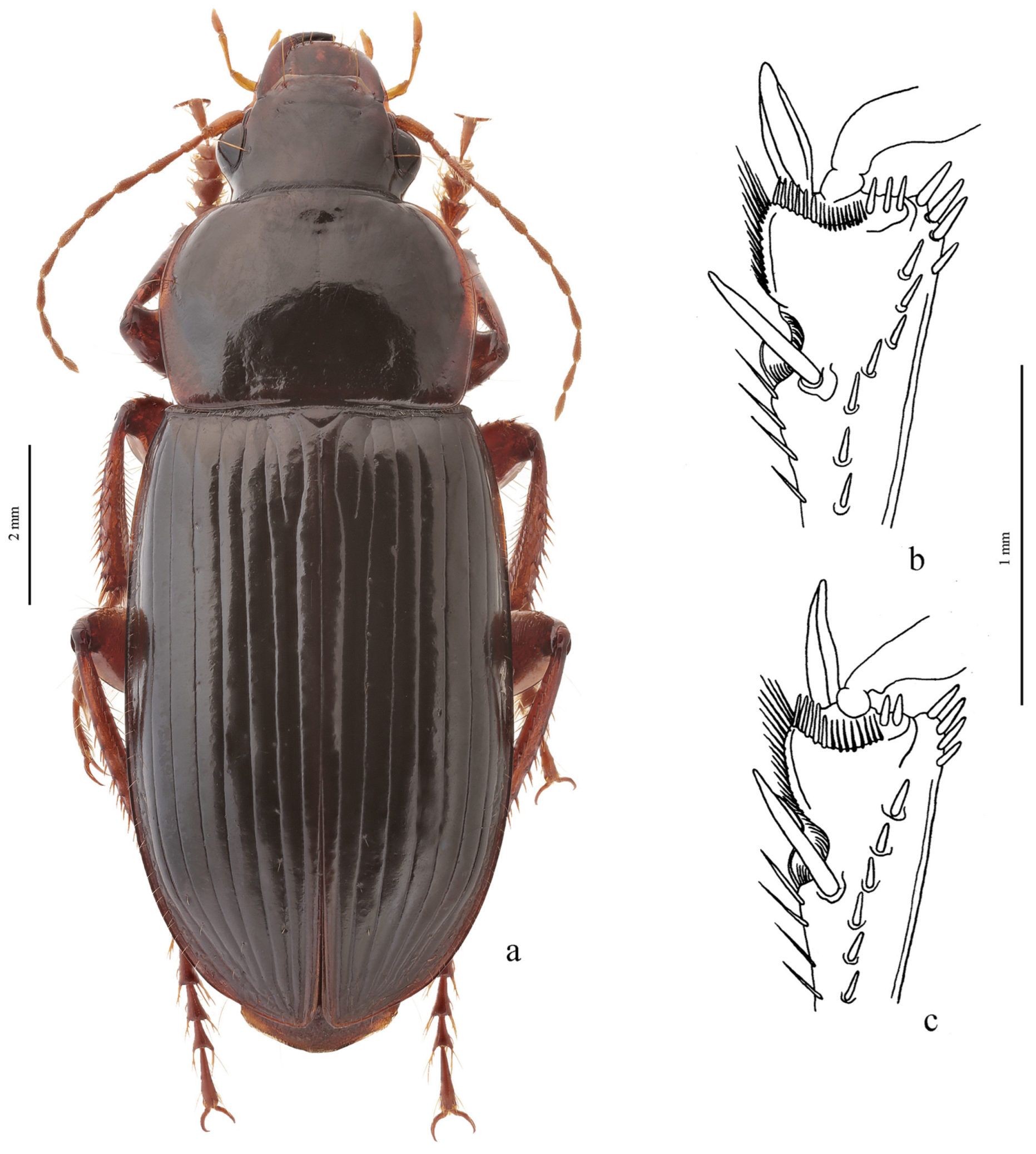 Diversity 15 00971 g060