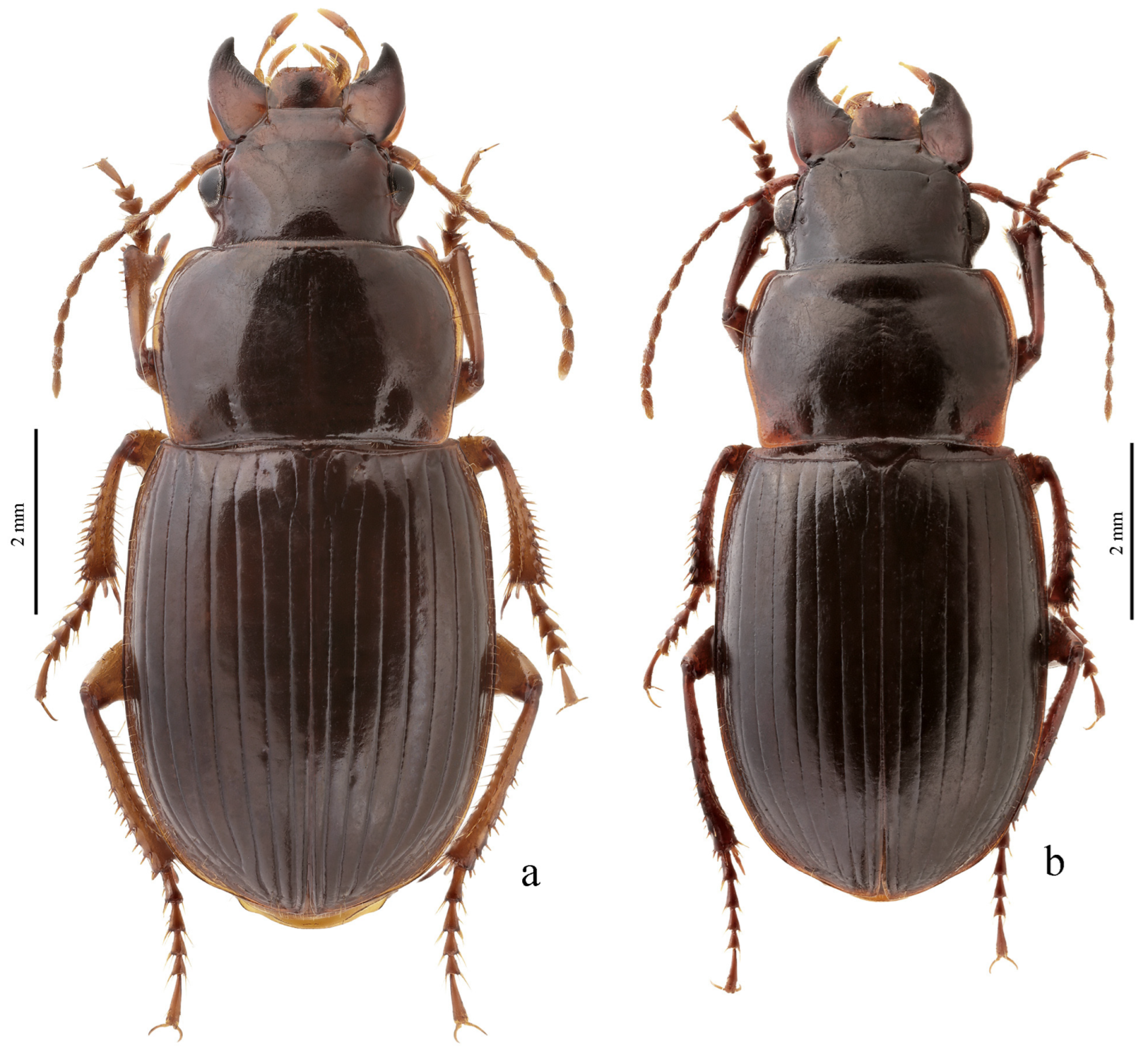 Diversity 15 00971 g062