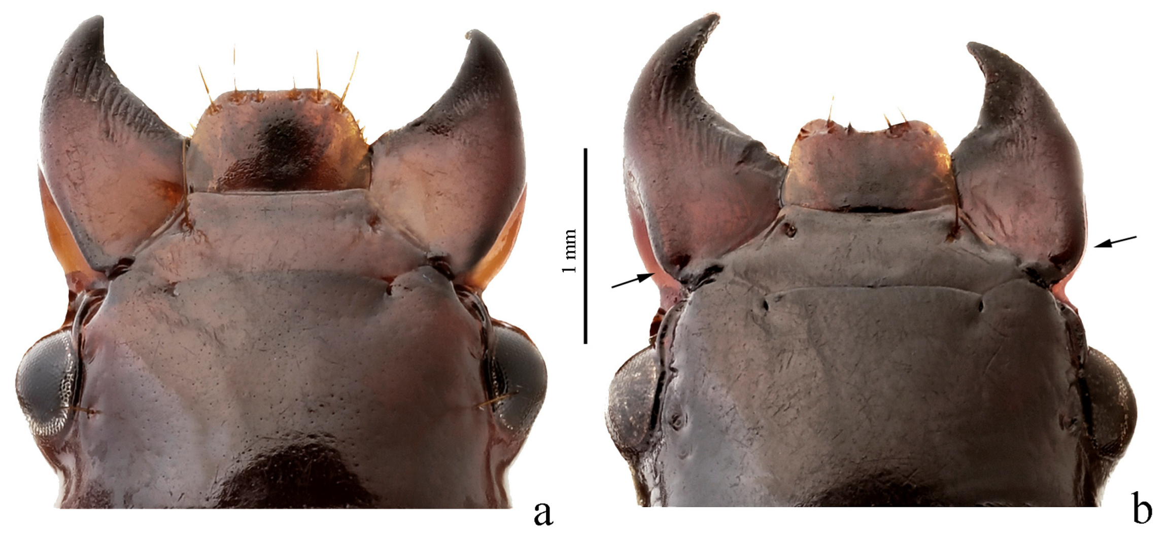 Diversity 15 00971 g063