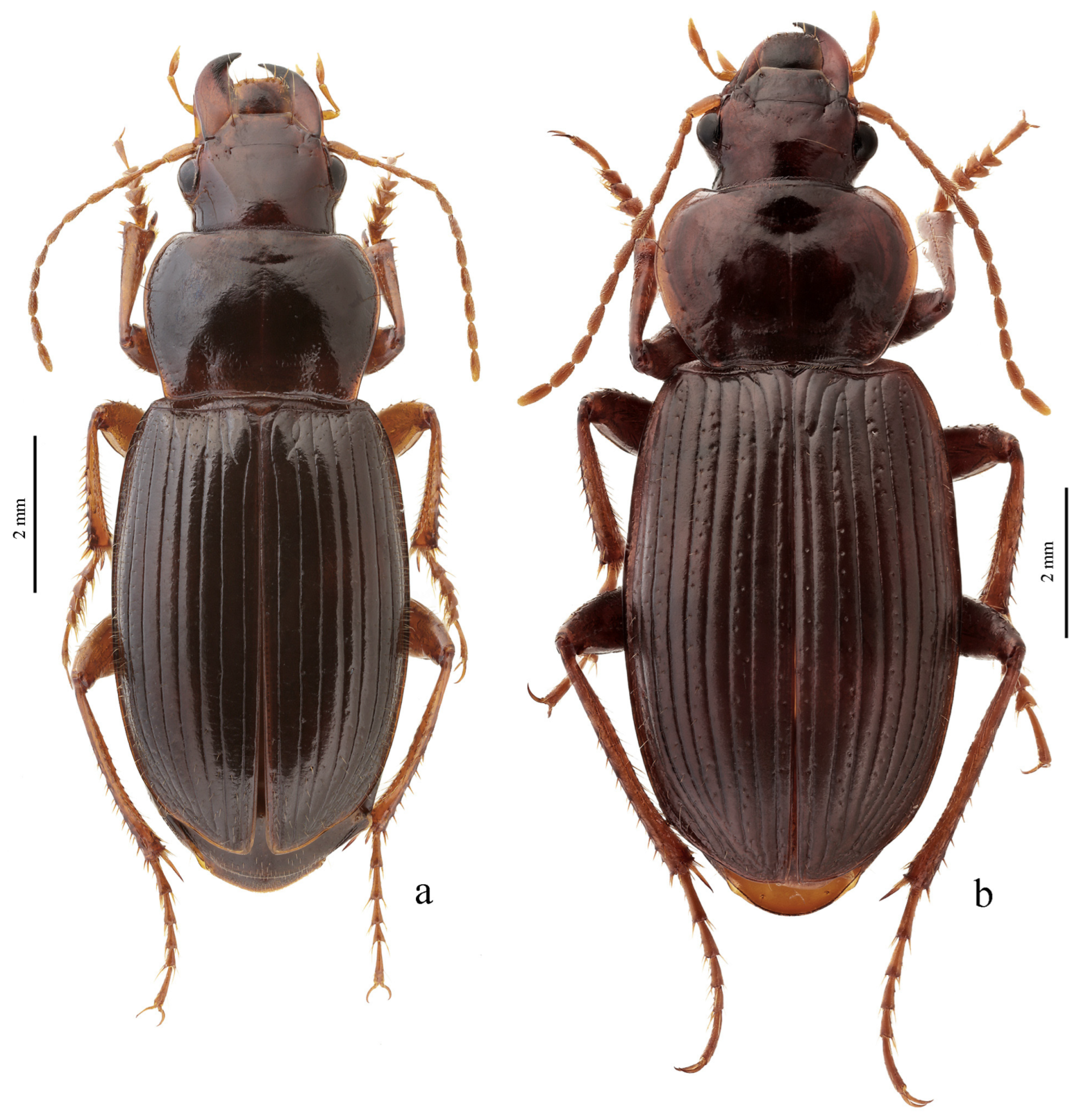 Diversity 15 00971 g064