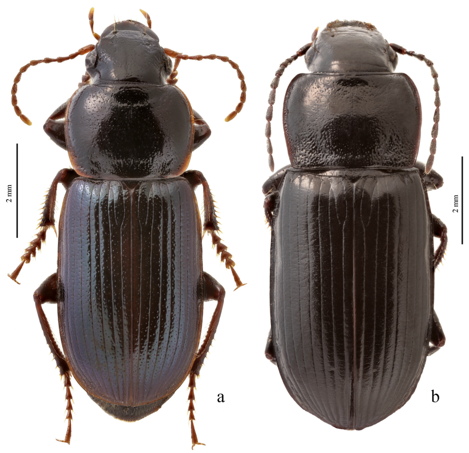 Diversity 15 00971 g069