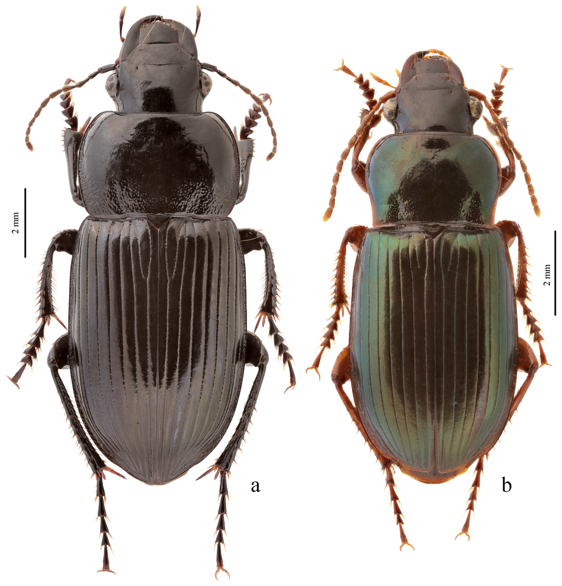 Diversity 15 00971 g071