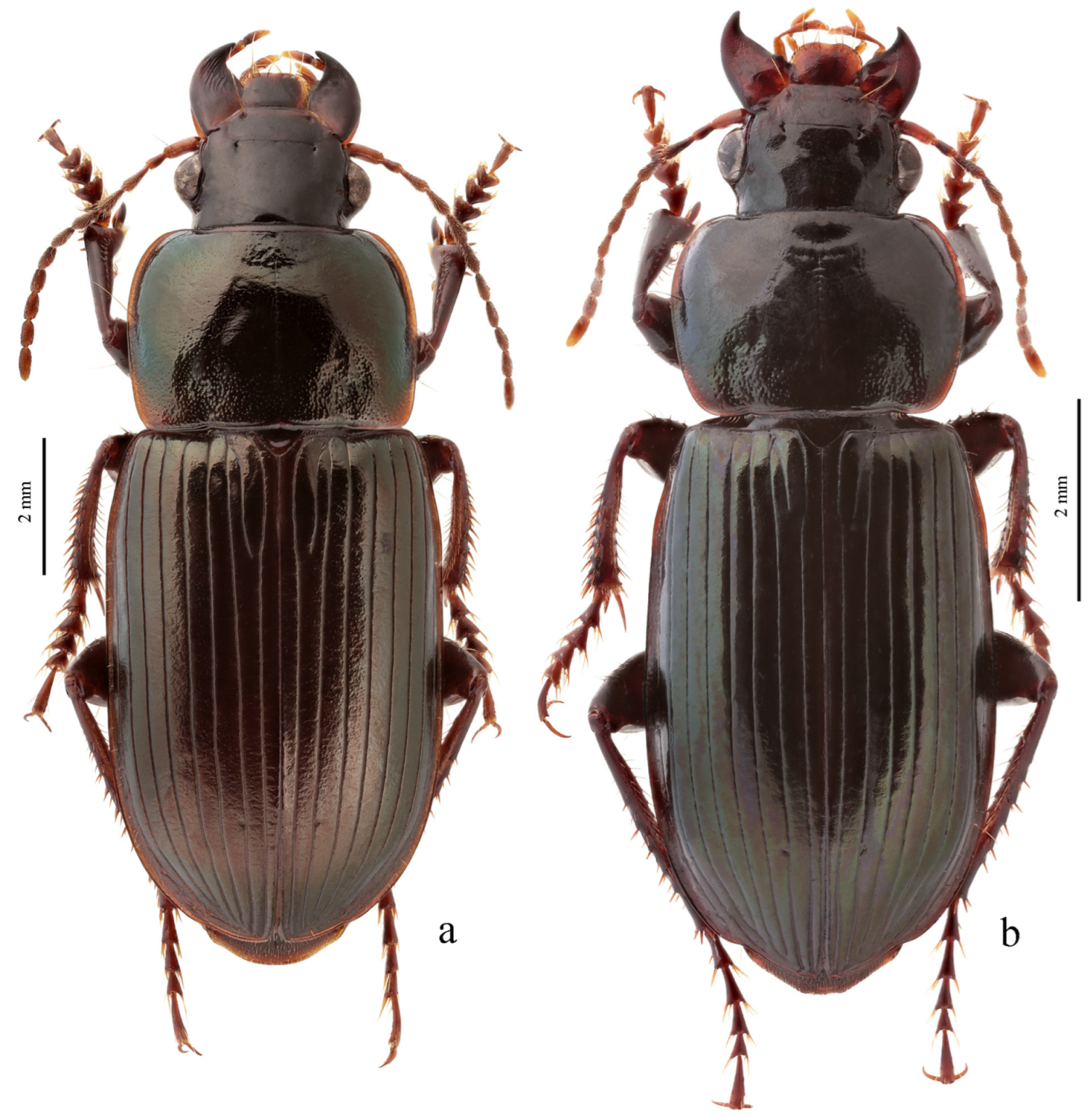 Diversity 15 00971 g073