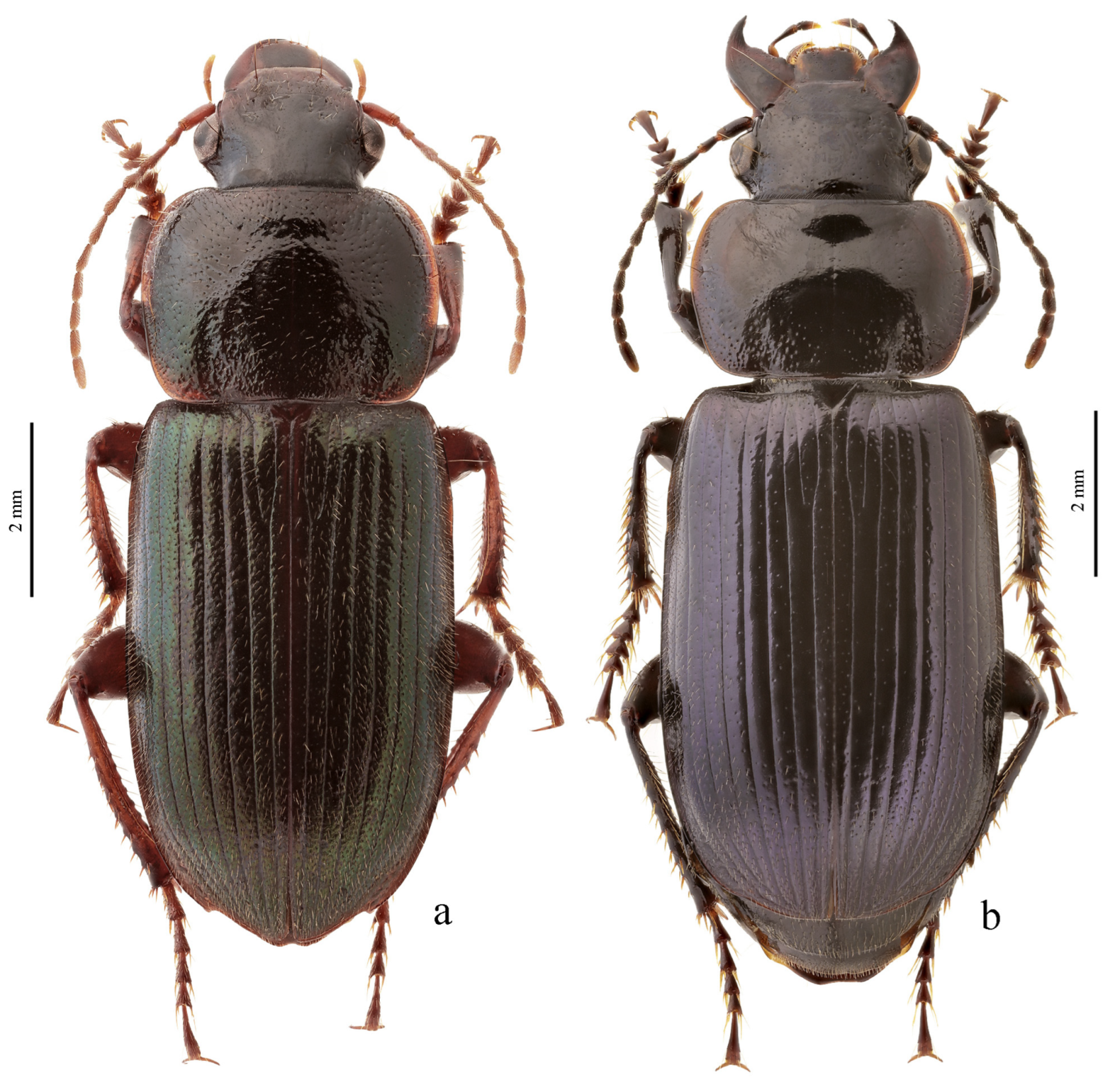 Diversity 15 00971 g075