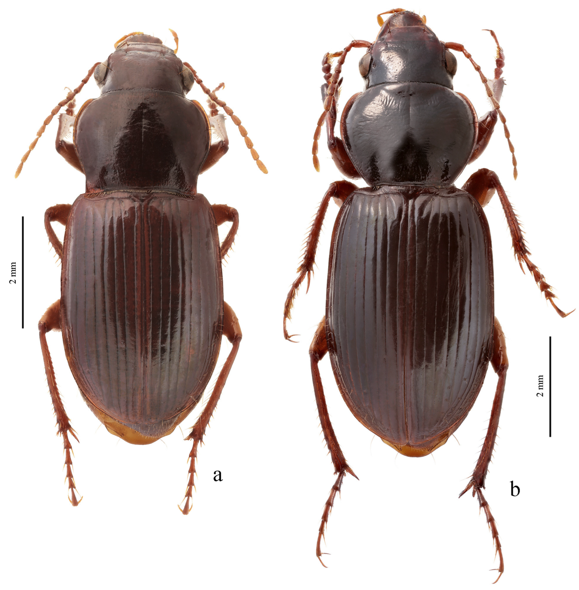 Diversity 15 00971 g077