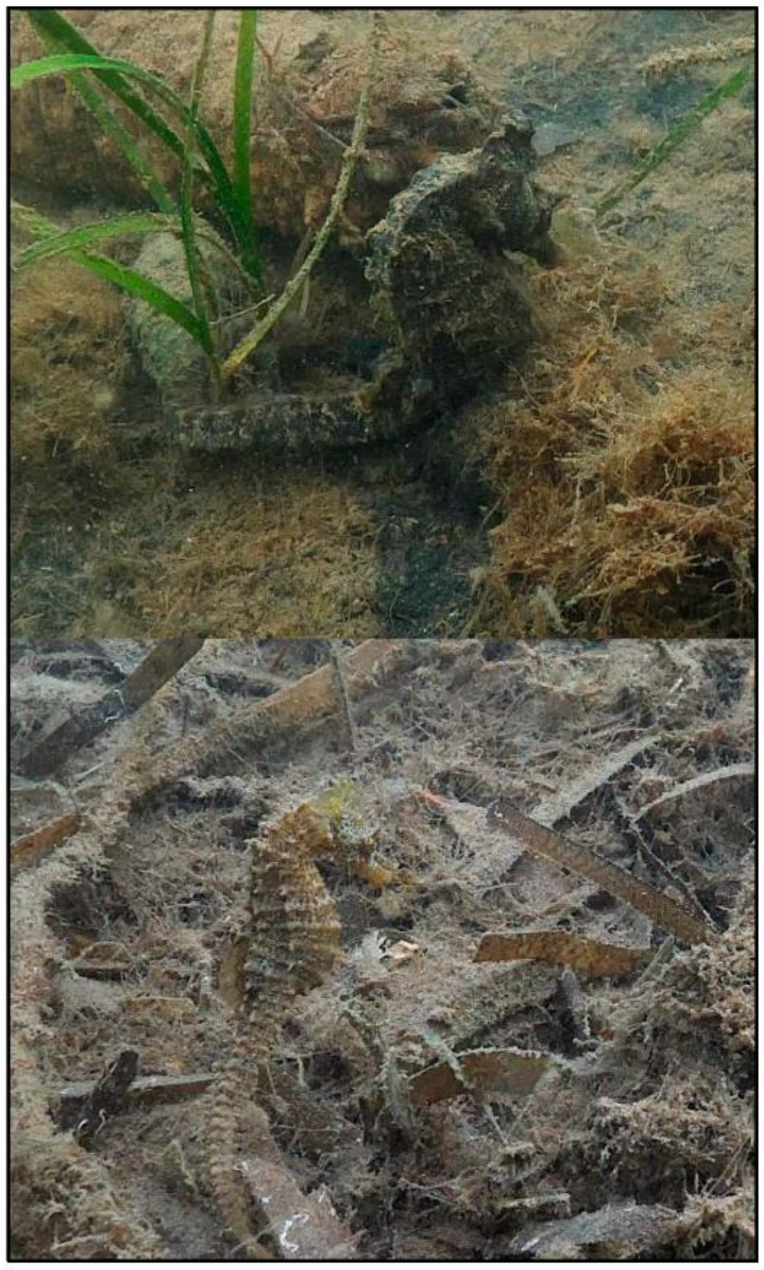 Diversity 15 00972 g003