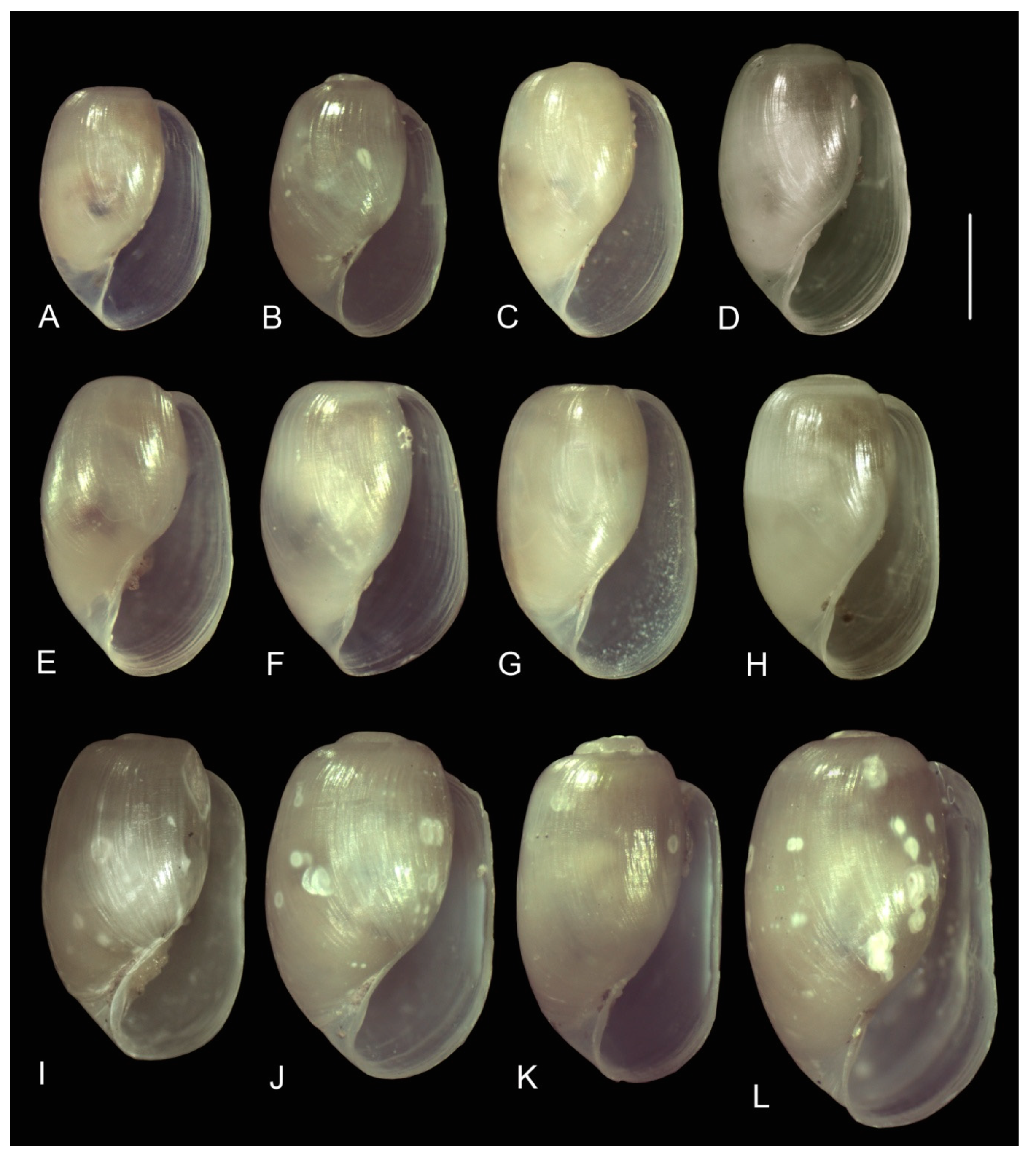 Diversity 15 00974 g005