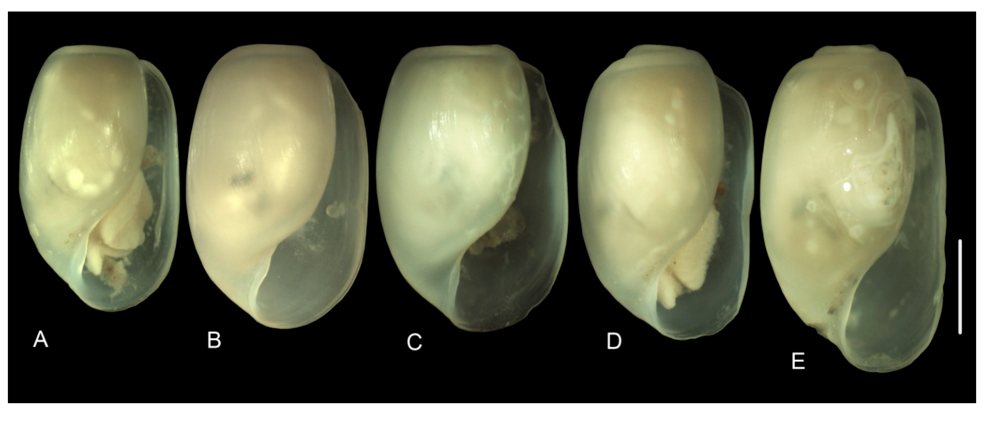 Diversity 15 00974 g006