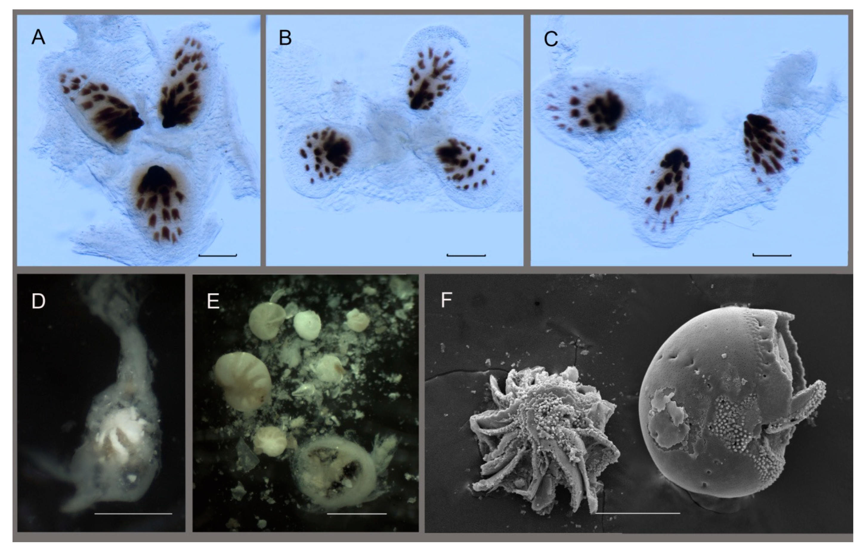 Diversity 15 00974 g008