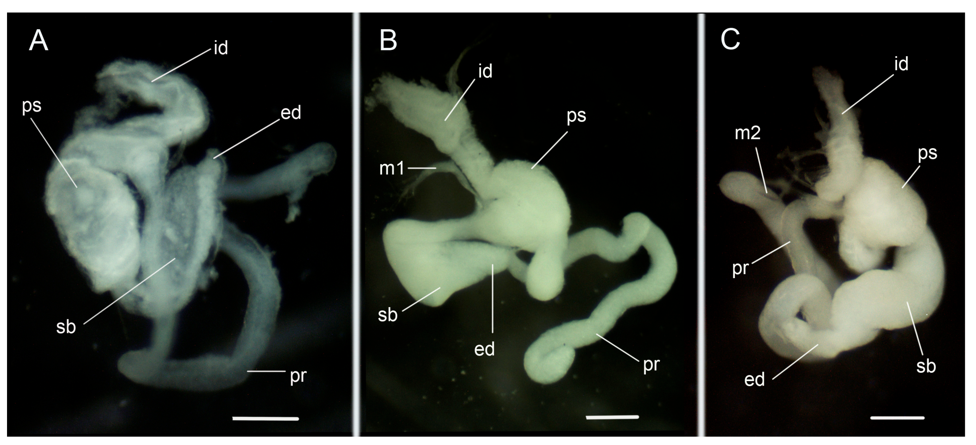 Diversity 15 00974 g010