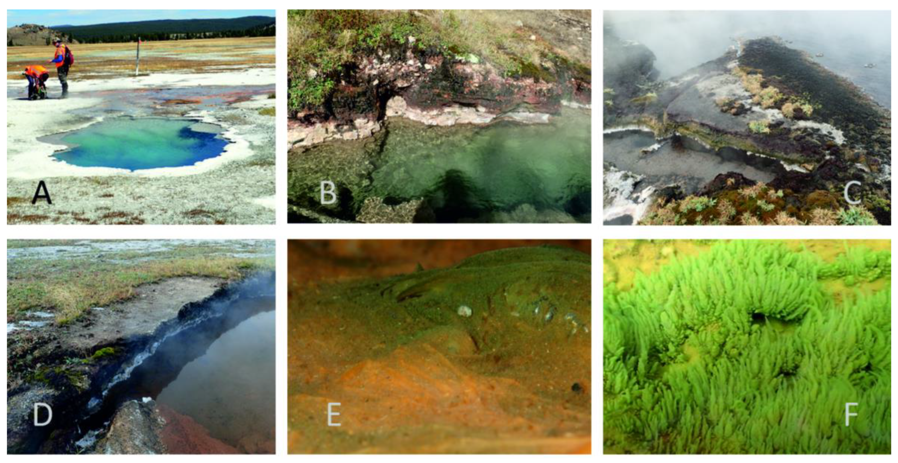 Diversity 15 00975 g001