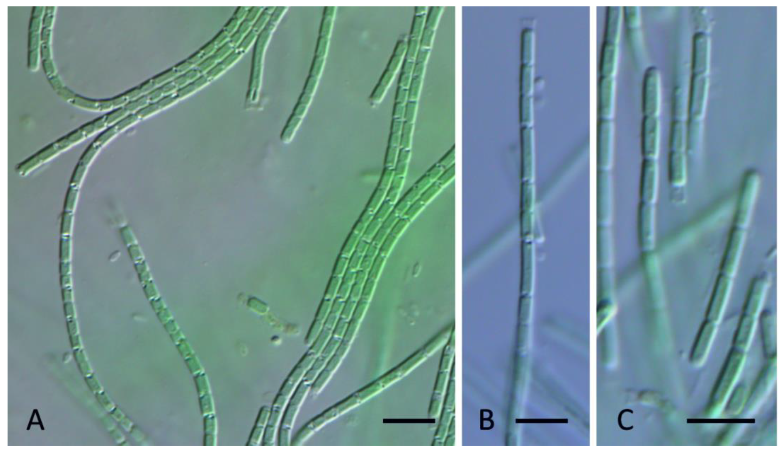 Diversity 15 00975 g005