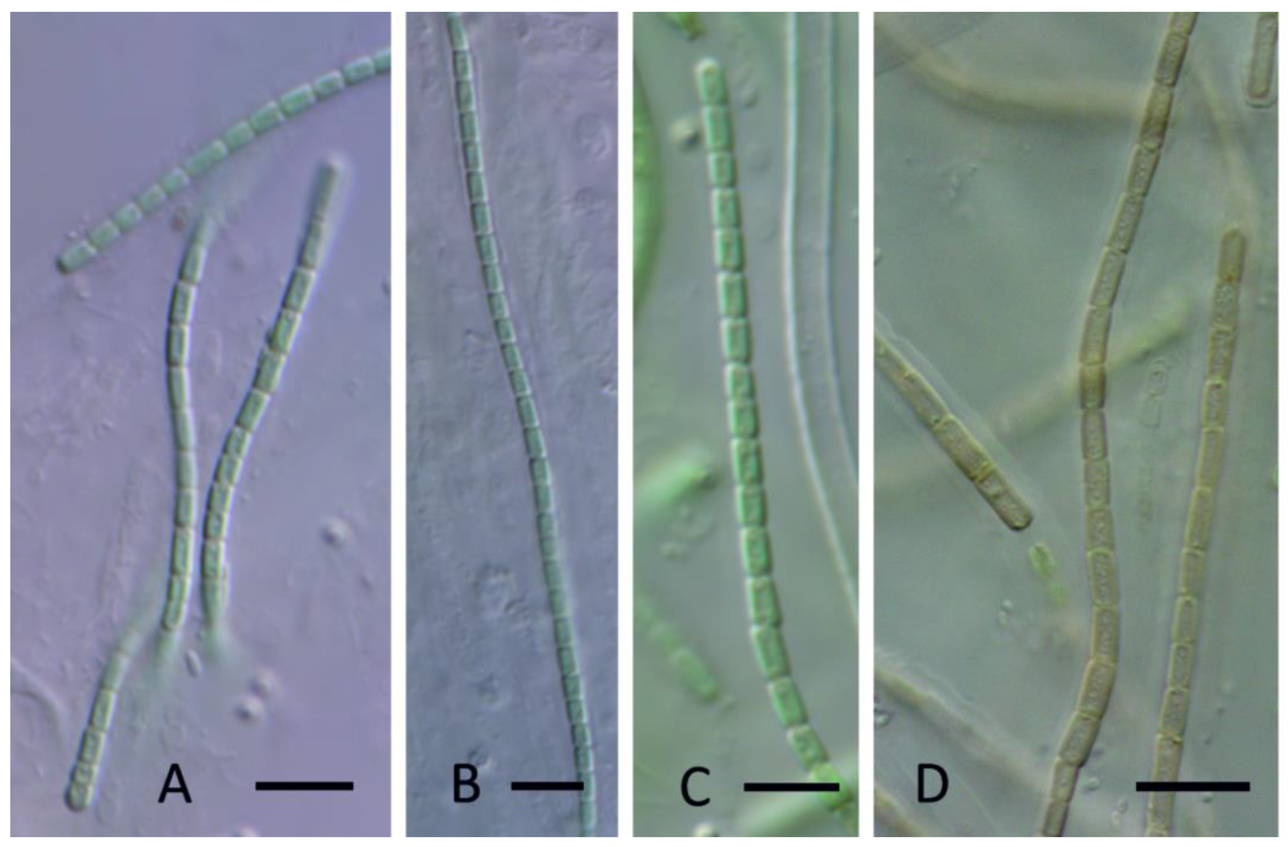 Diversity 15 00975 g007