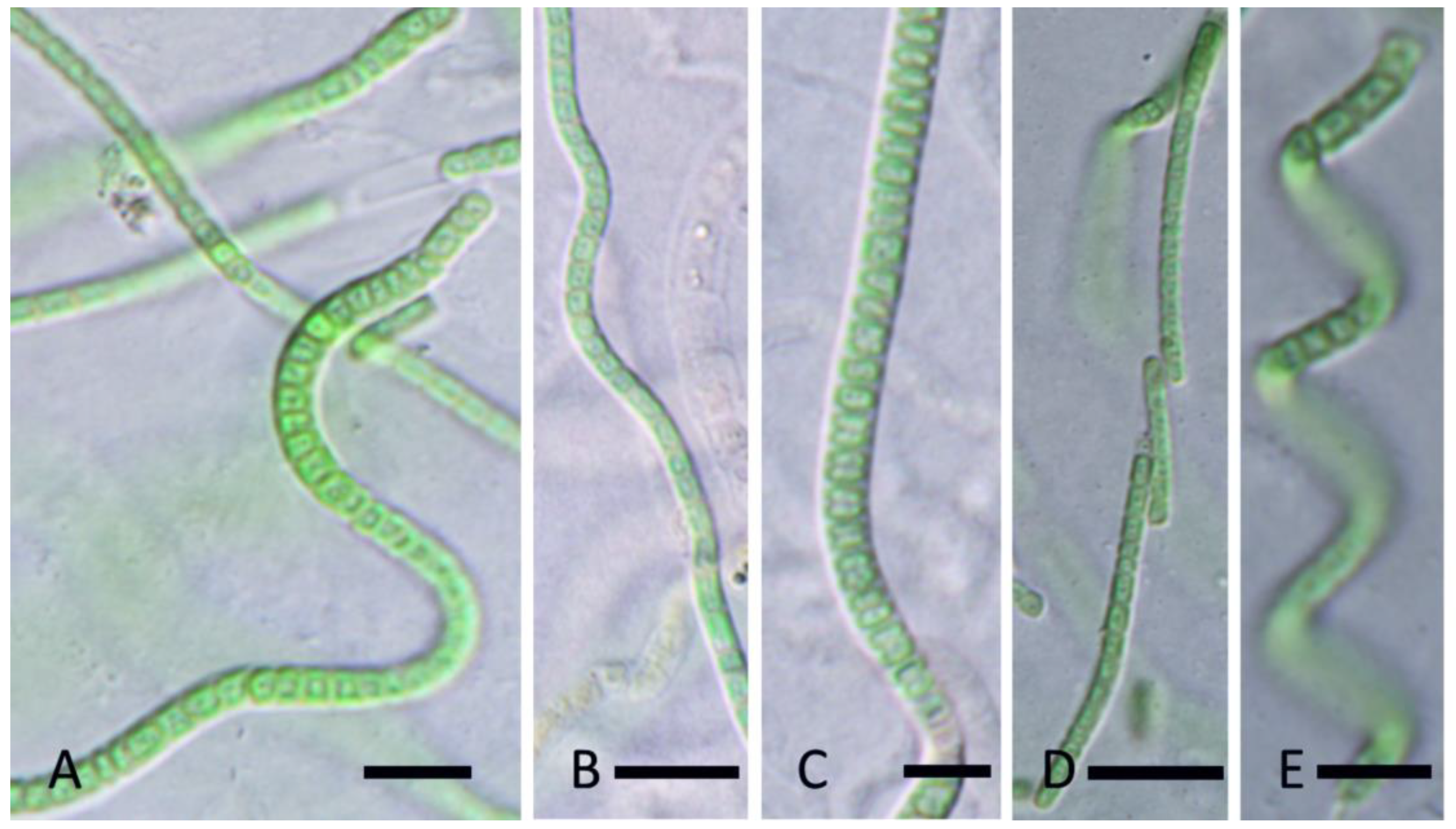 Diversity 15 00975 g009