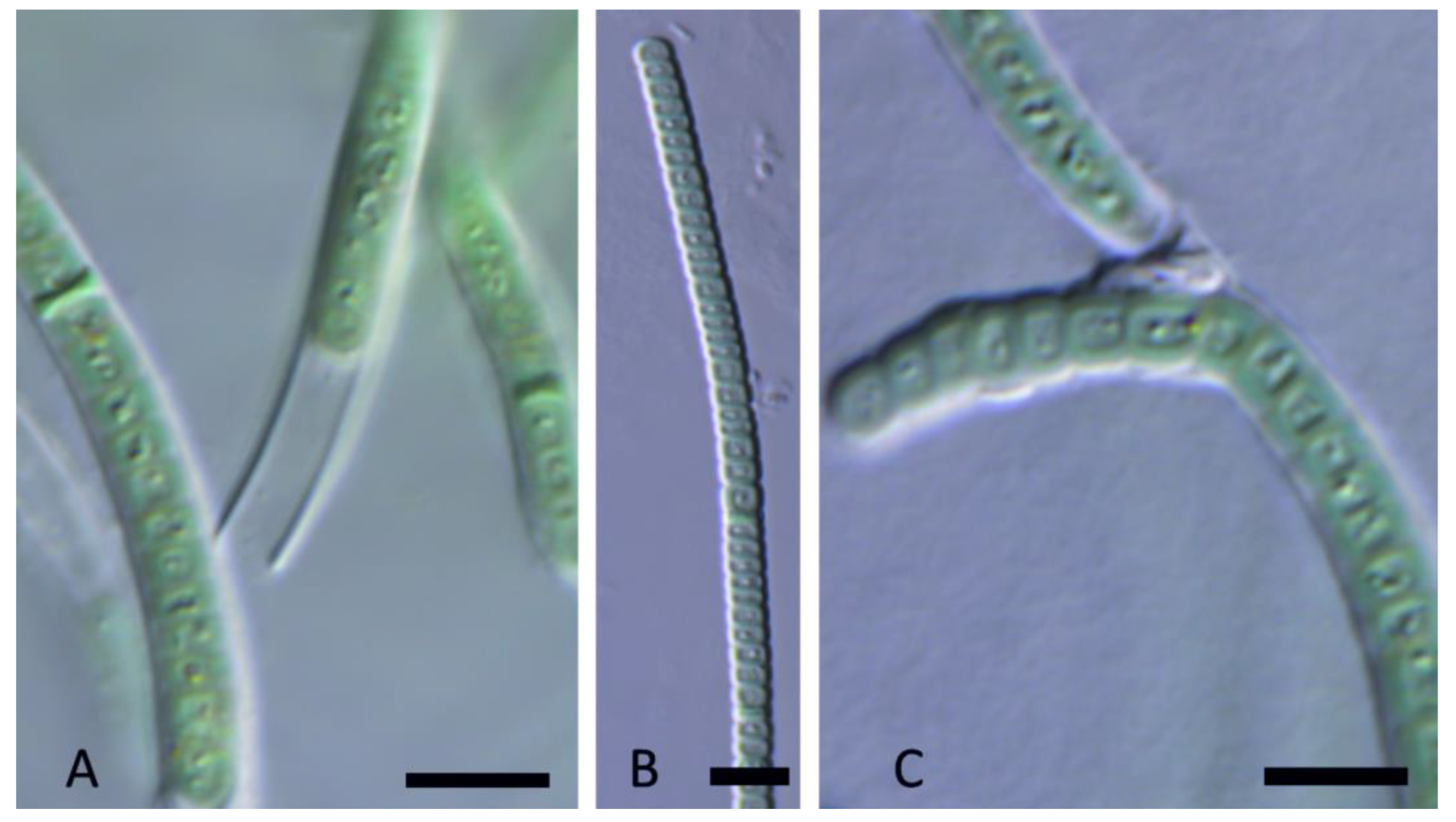 Diversity 15 00975 g012