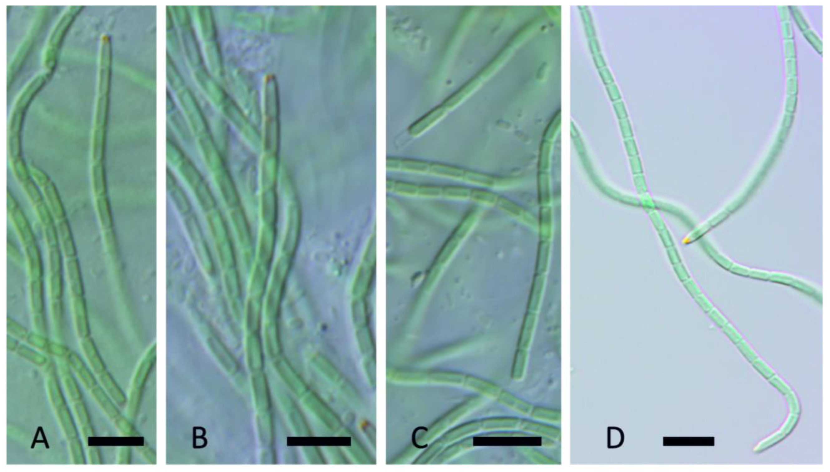 Diversity 15 00975 g014