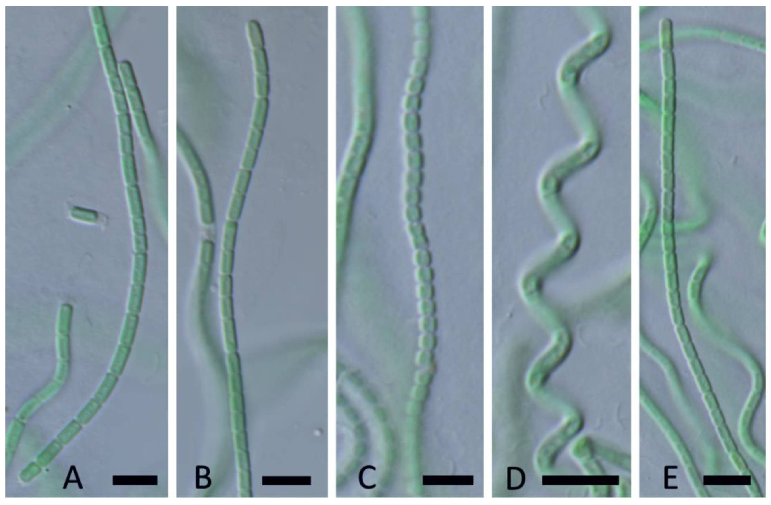 Diversity 15 00975 g016