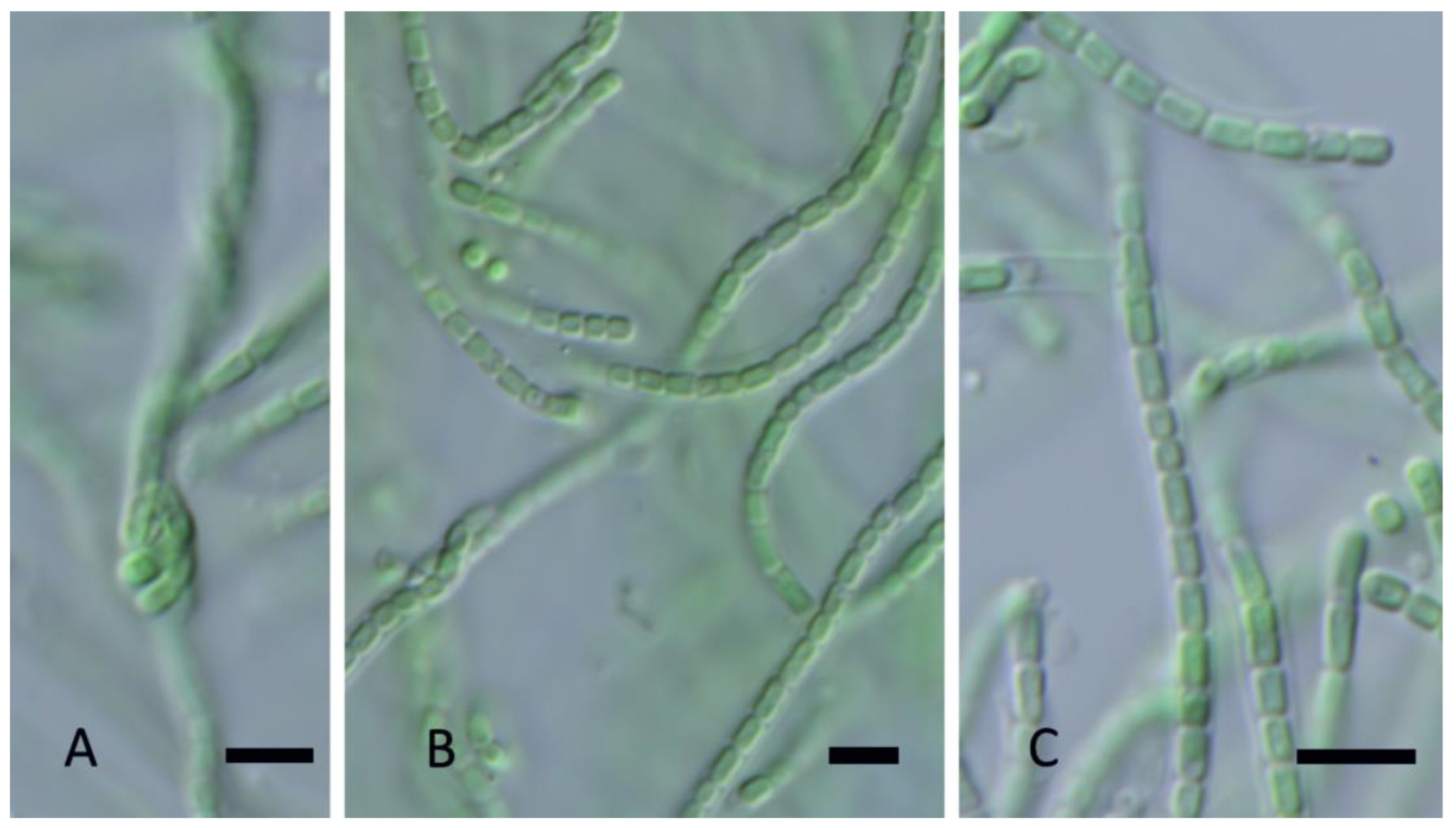 Diversity 15 00975 g018