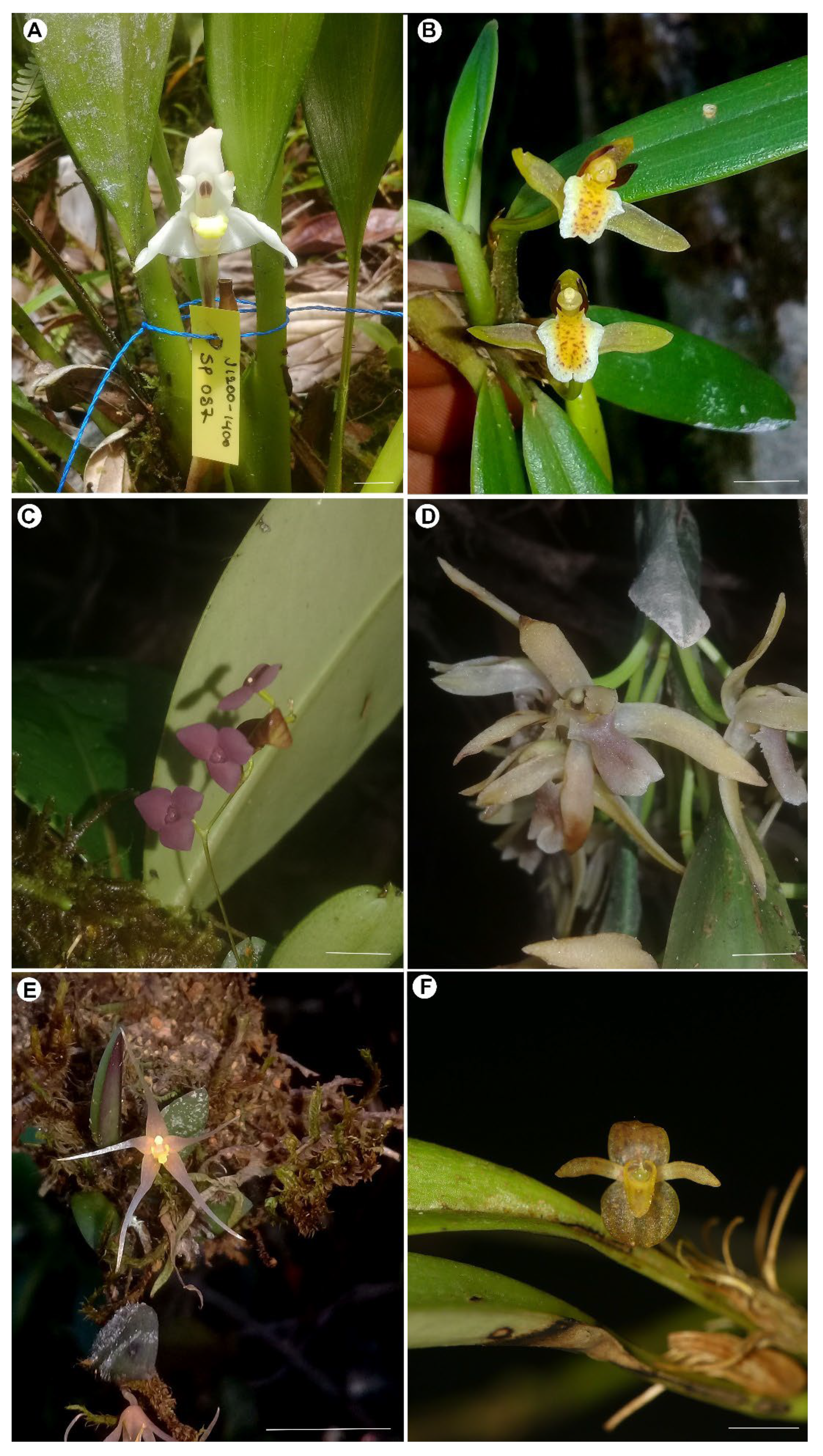 Diversity 15 00979 g002 Diversity 15 00979 g002