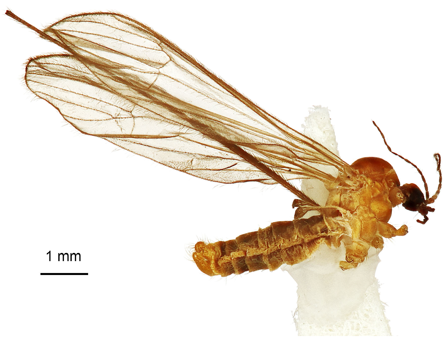 Diversity 15 00988 g001