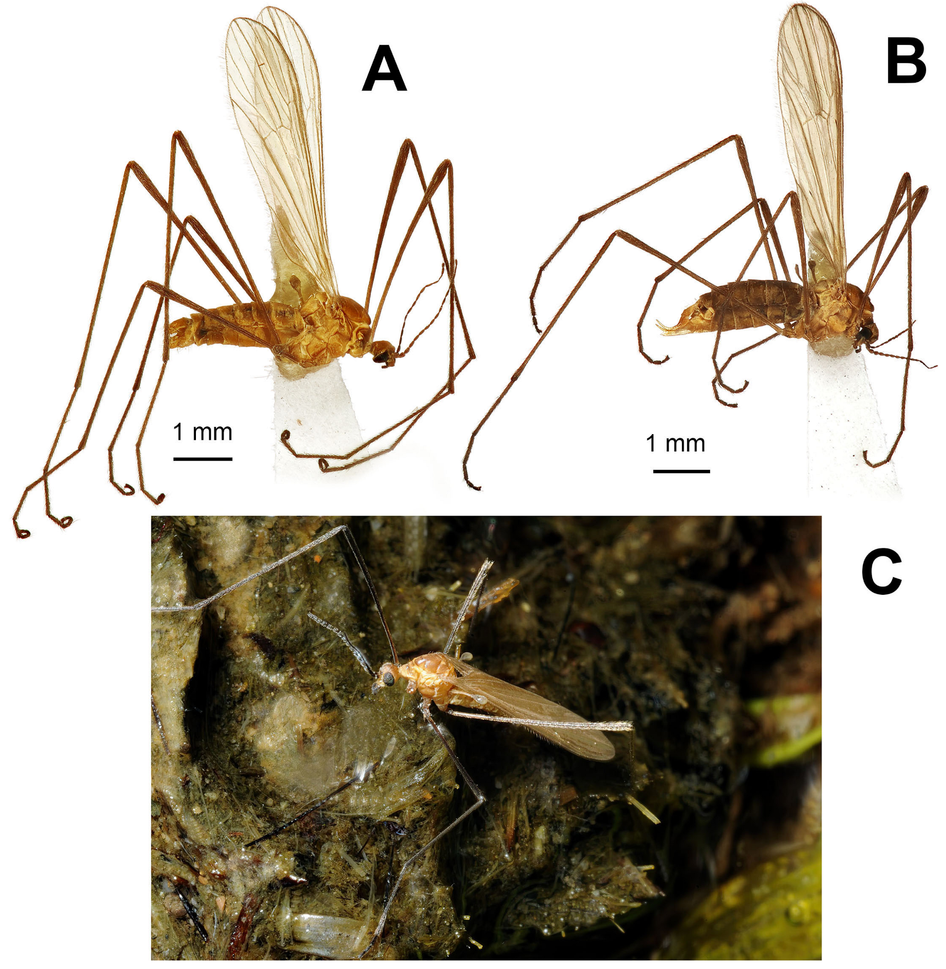 Diversity 15 00988 g006