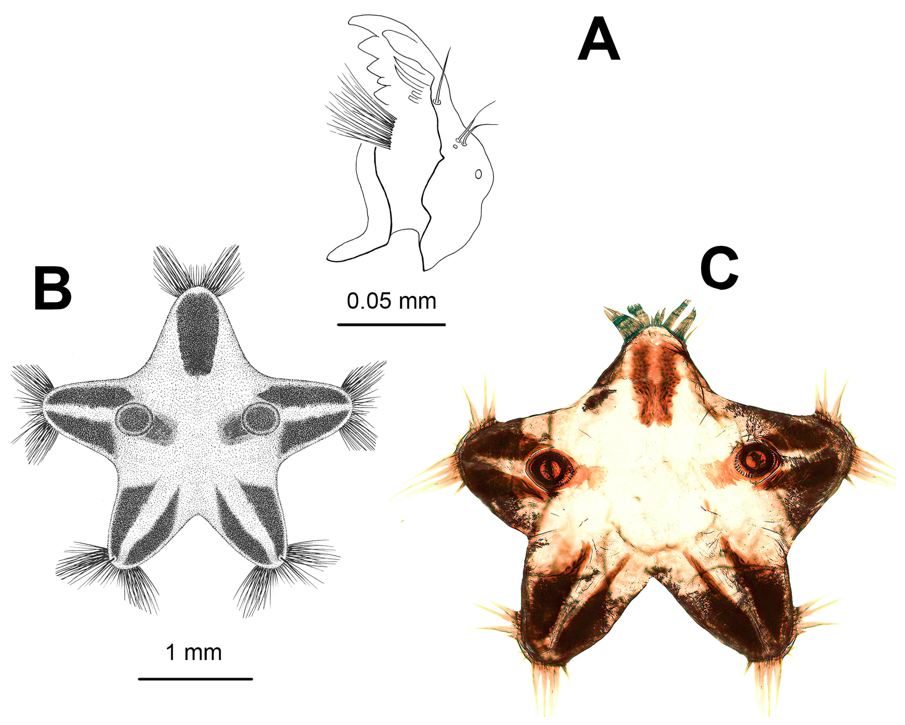 Diversity 15 00988 g008