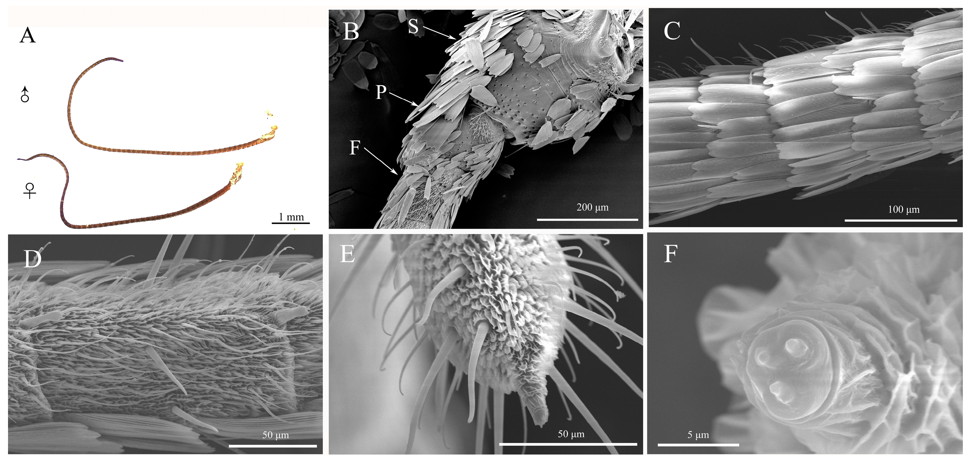 Diversity 15 00992 g003