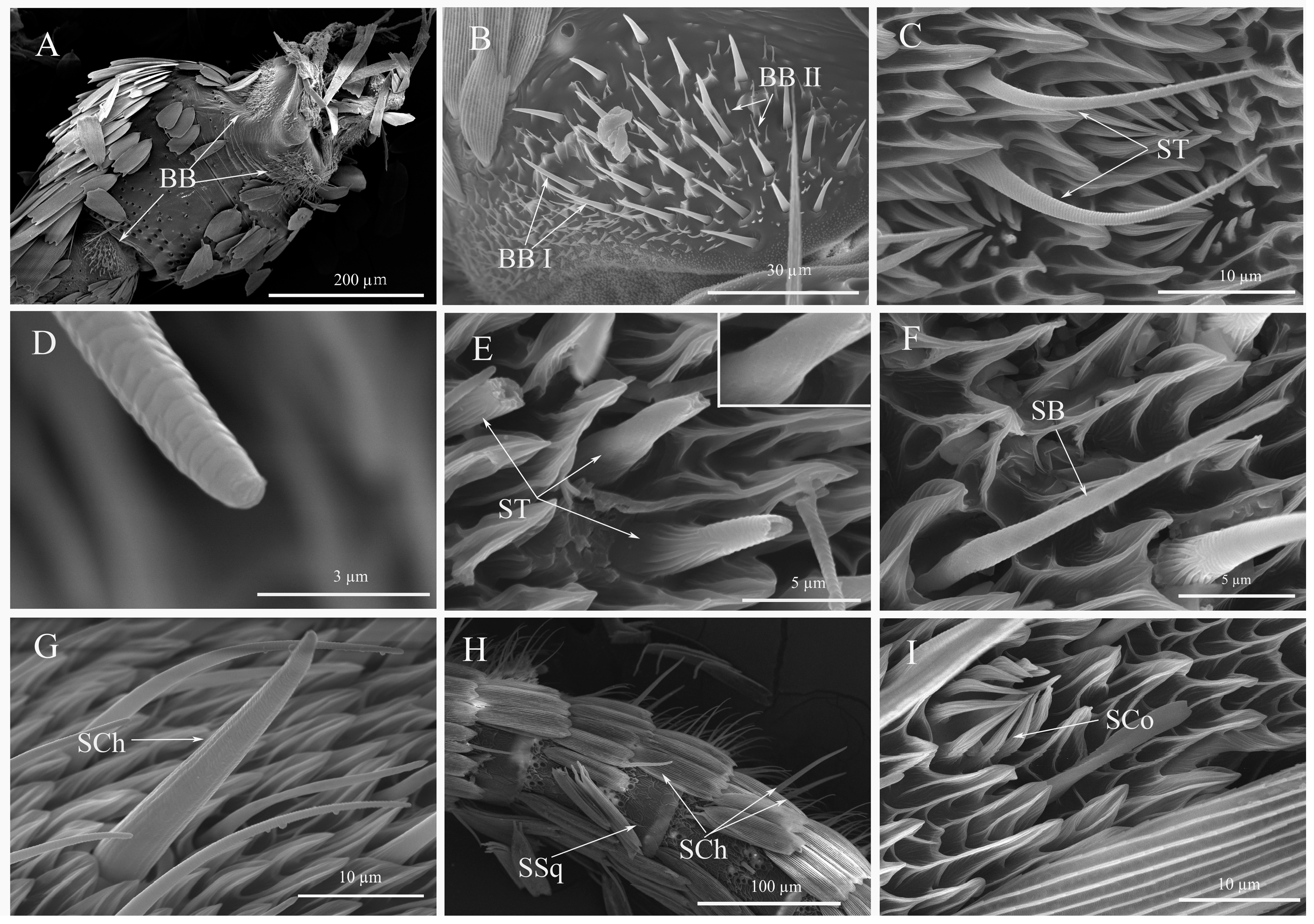 Diversity 15 00992 g004