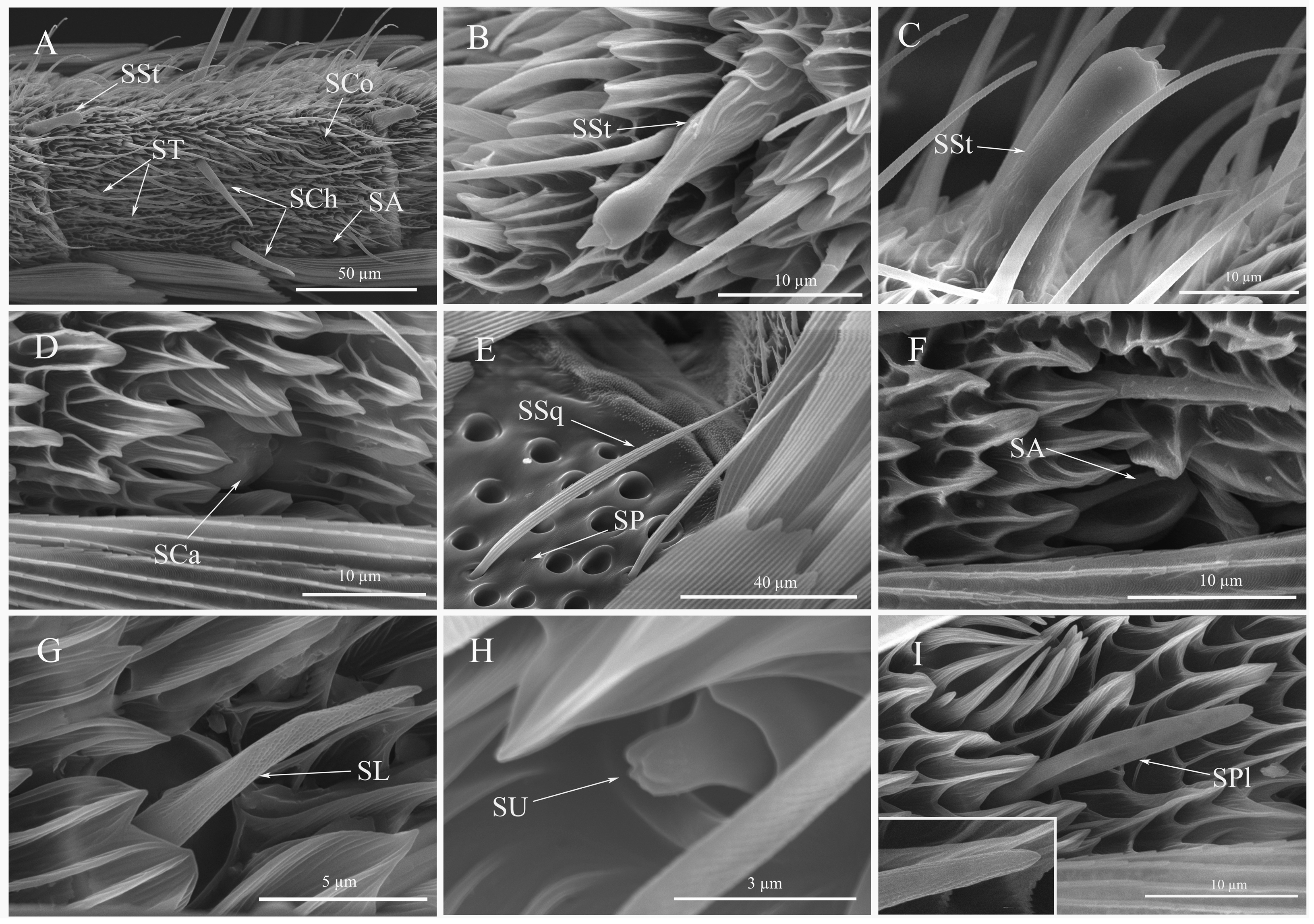 Diversity 15 00992 g005