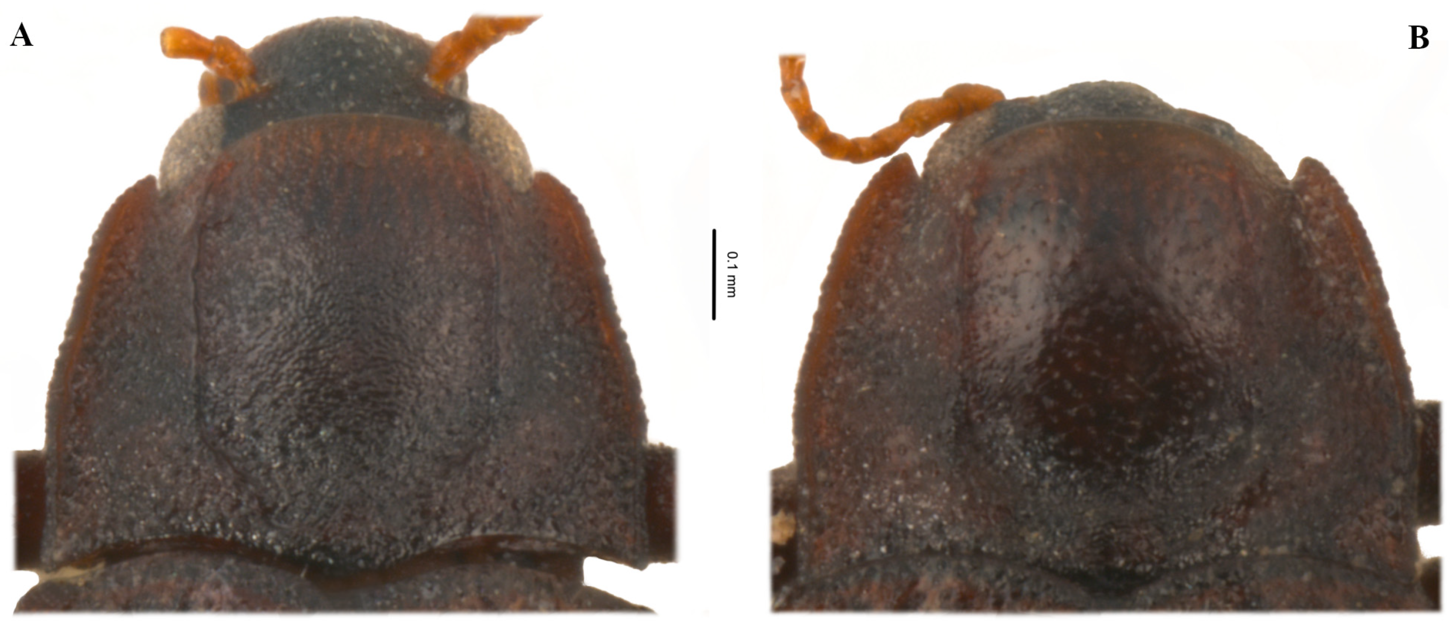 Diversity 15 00994 g002 Diversity 15 00994 g002