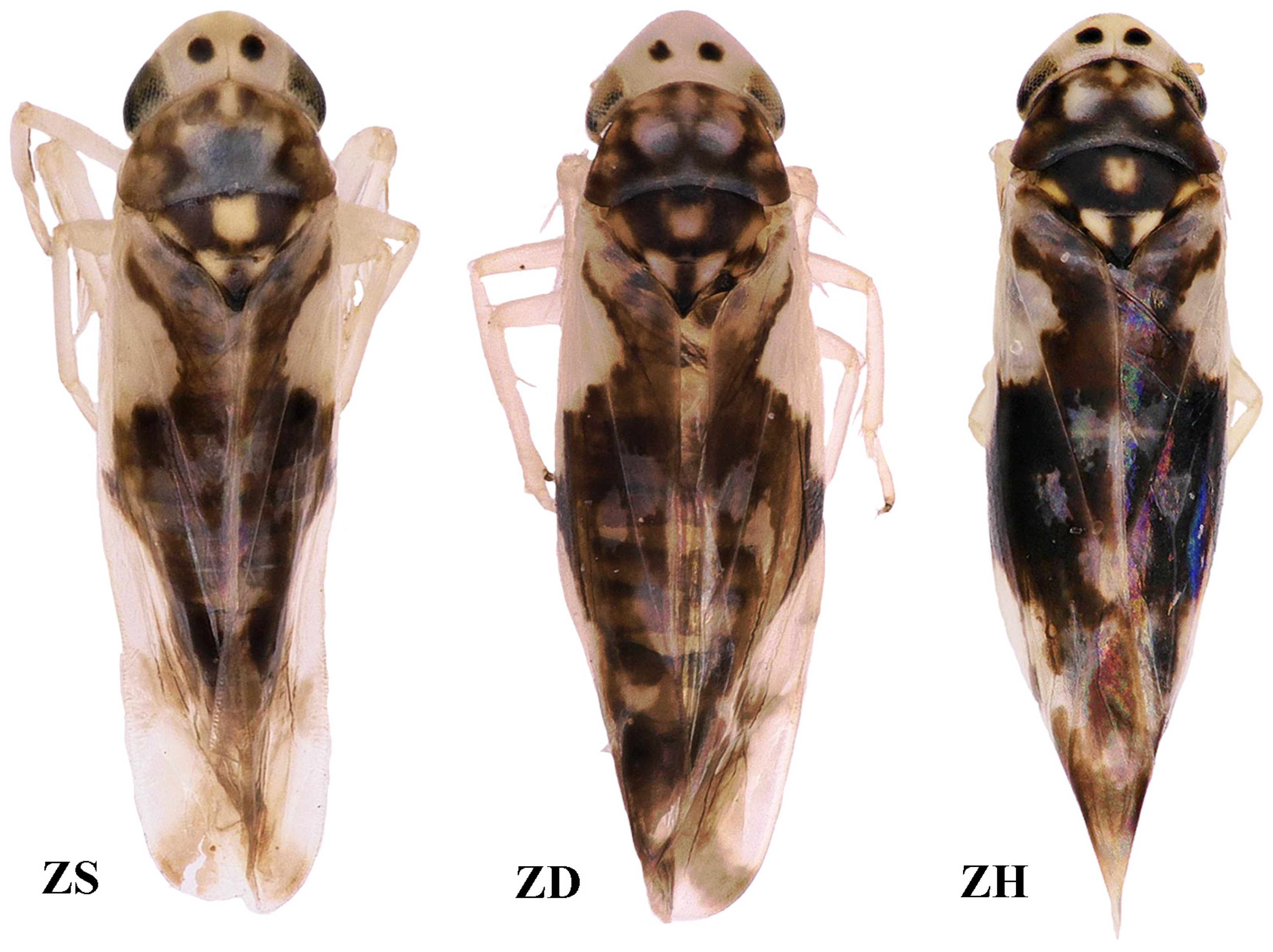 Diversity 15 01002 g001