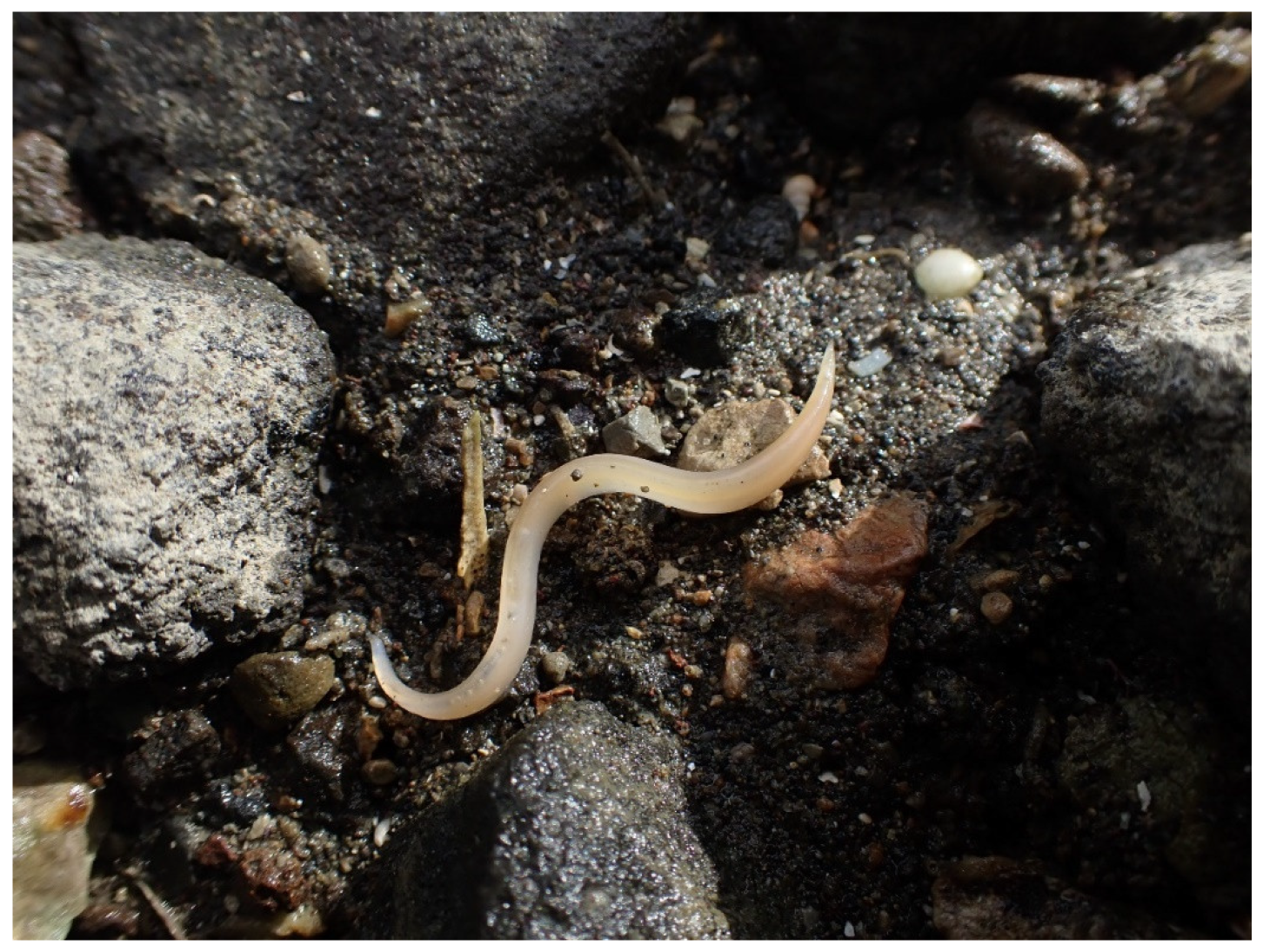 Diversity 15 01017 g002