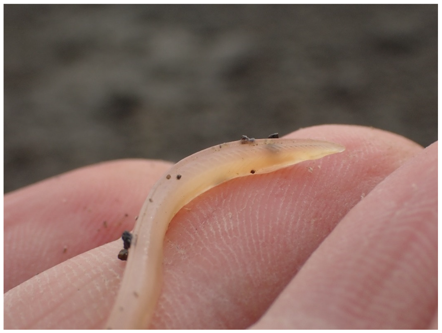 Diversity 15 01017 g003