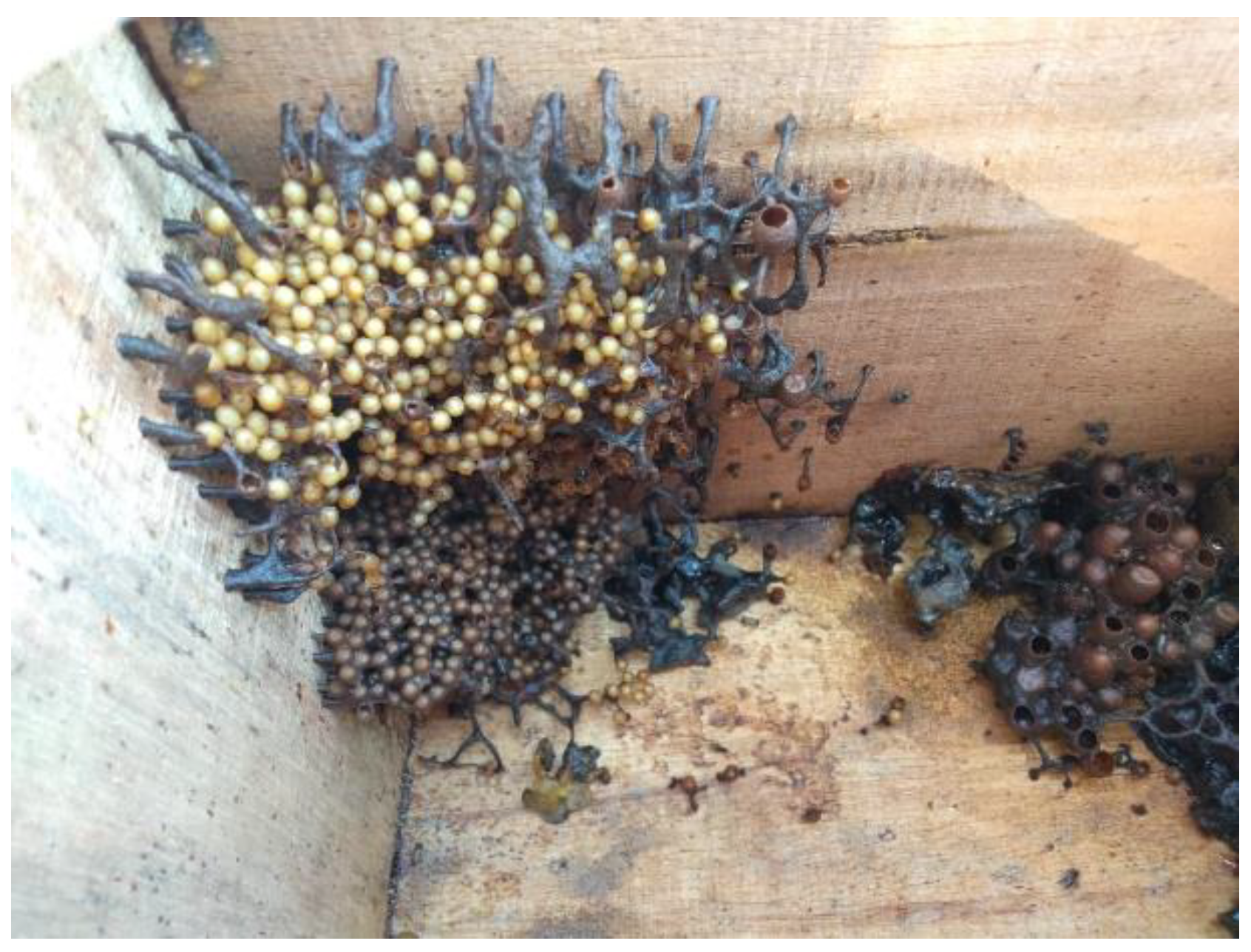 Diversity 15 01018 g002