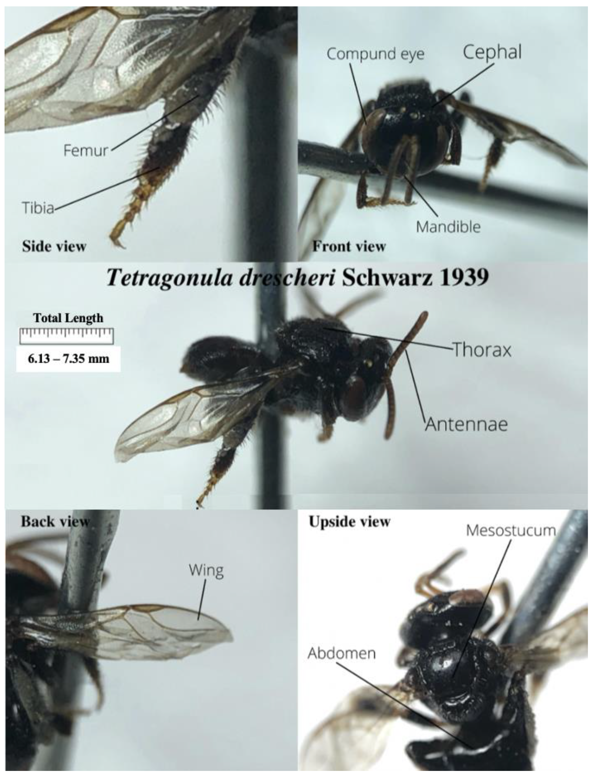 Diversity 15 01018 g003