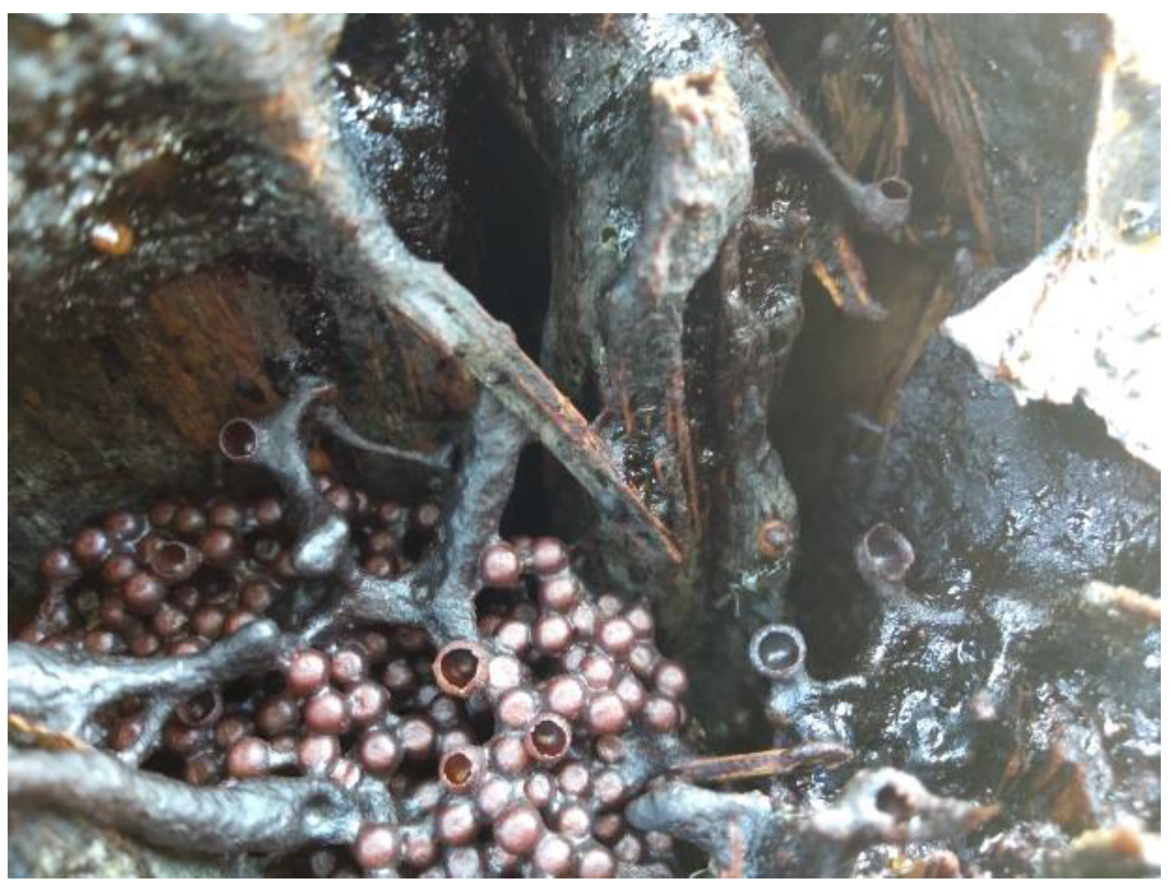 Diversity 15 01018 g004