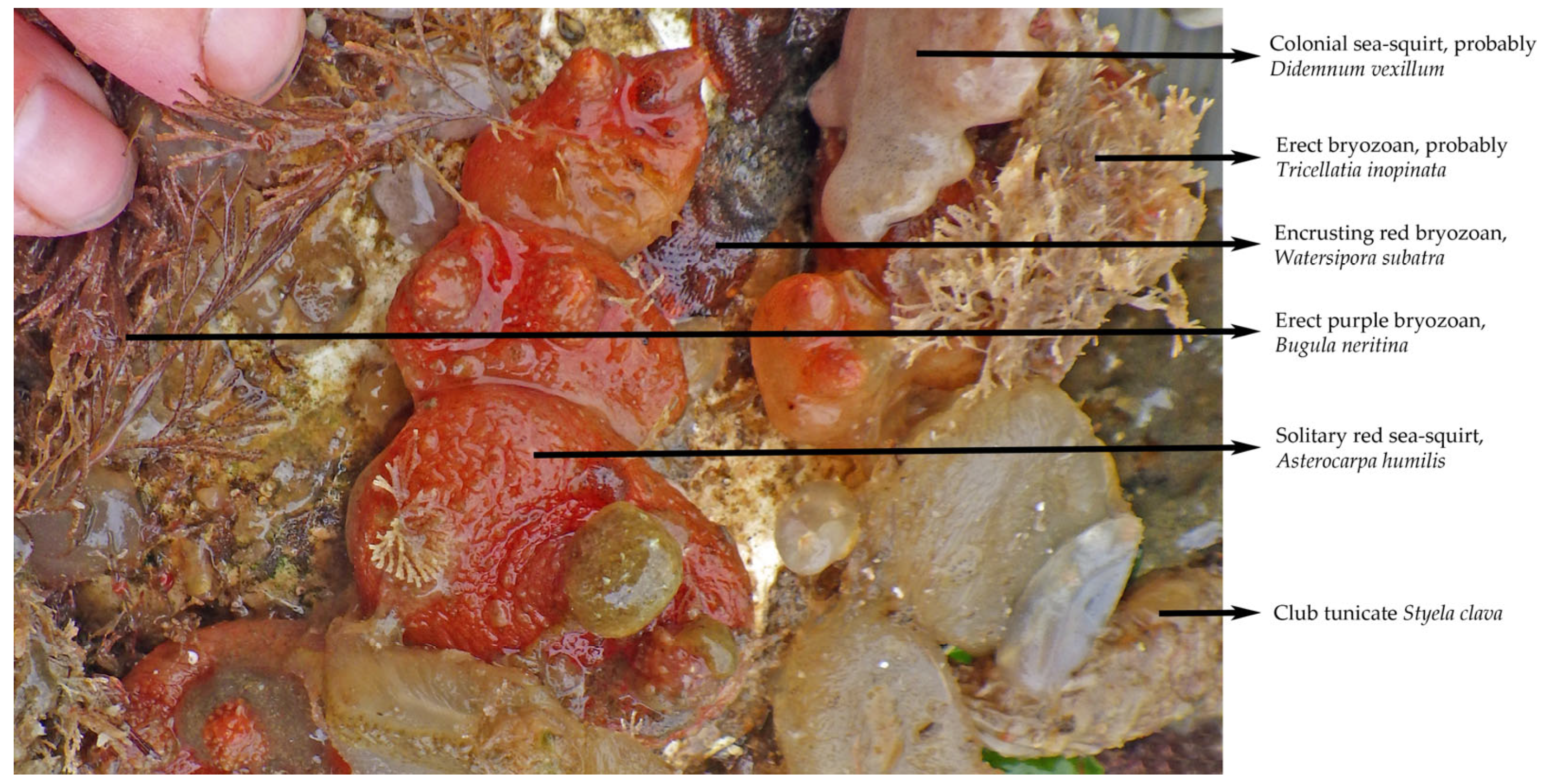 Diversity 15 01019 g002