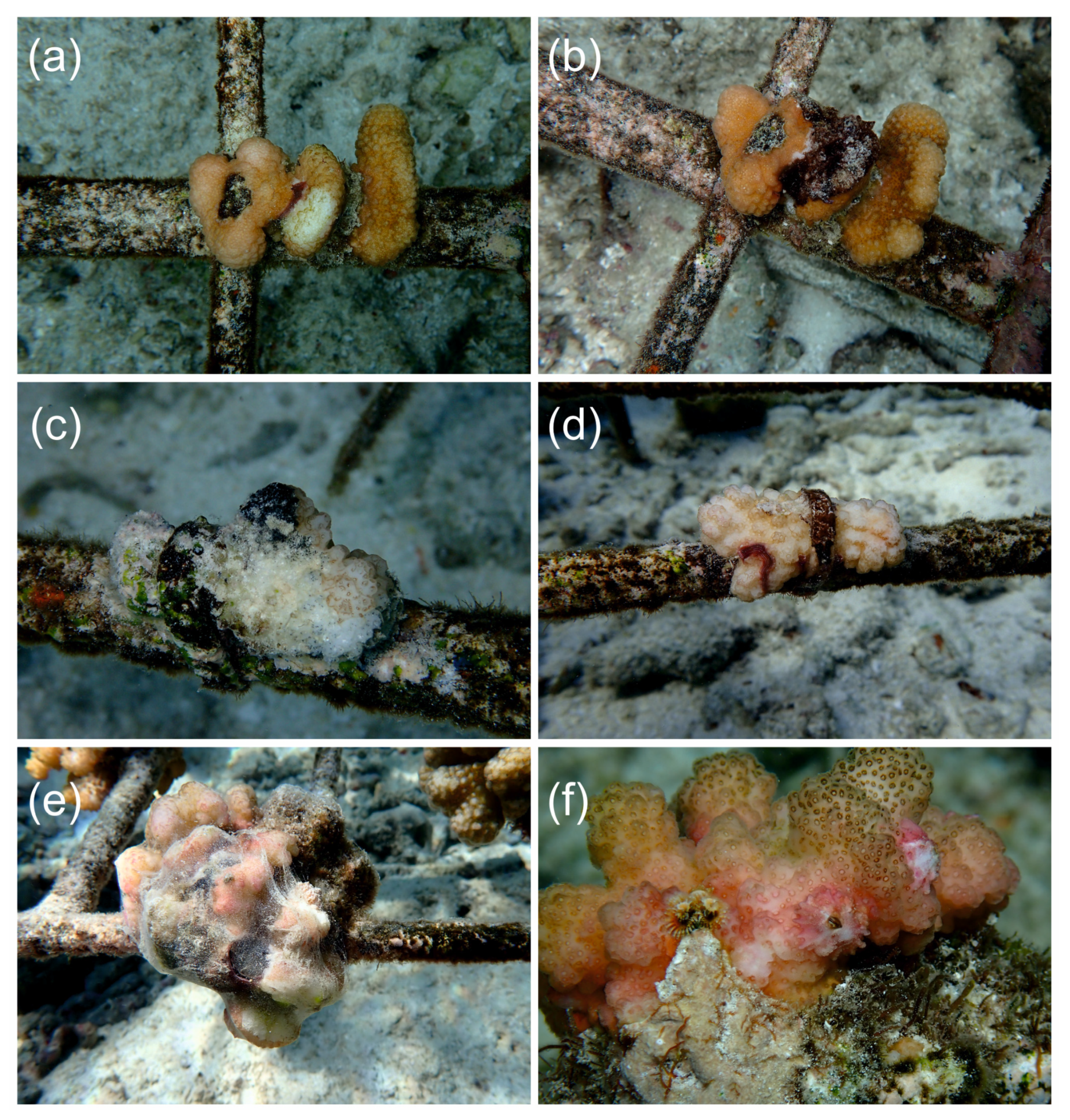 Diversity 15 01022 g005