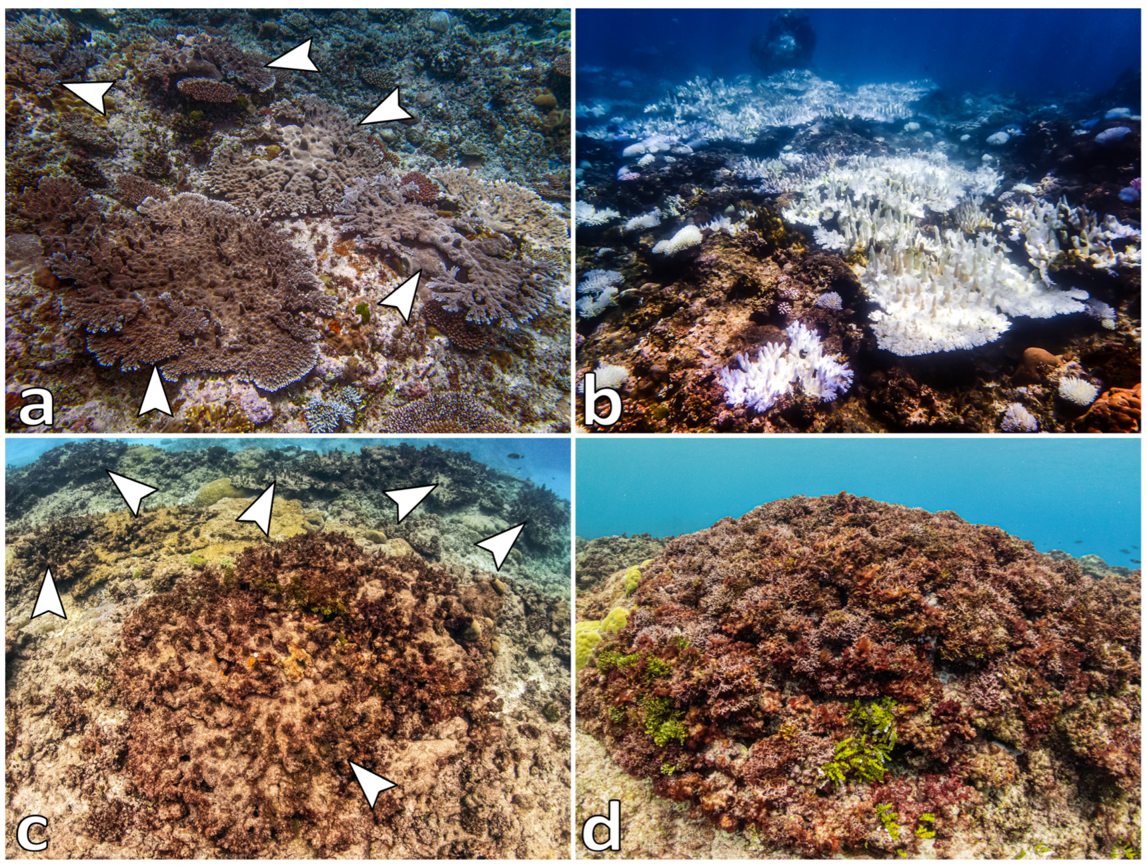 Diversity 15 01025 g002